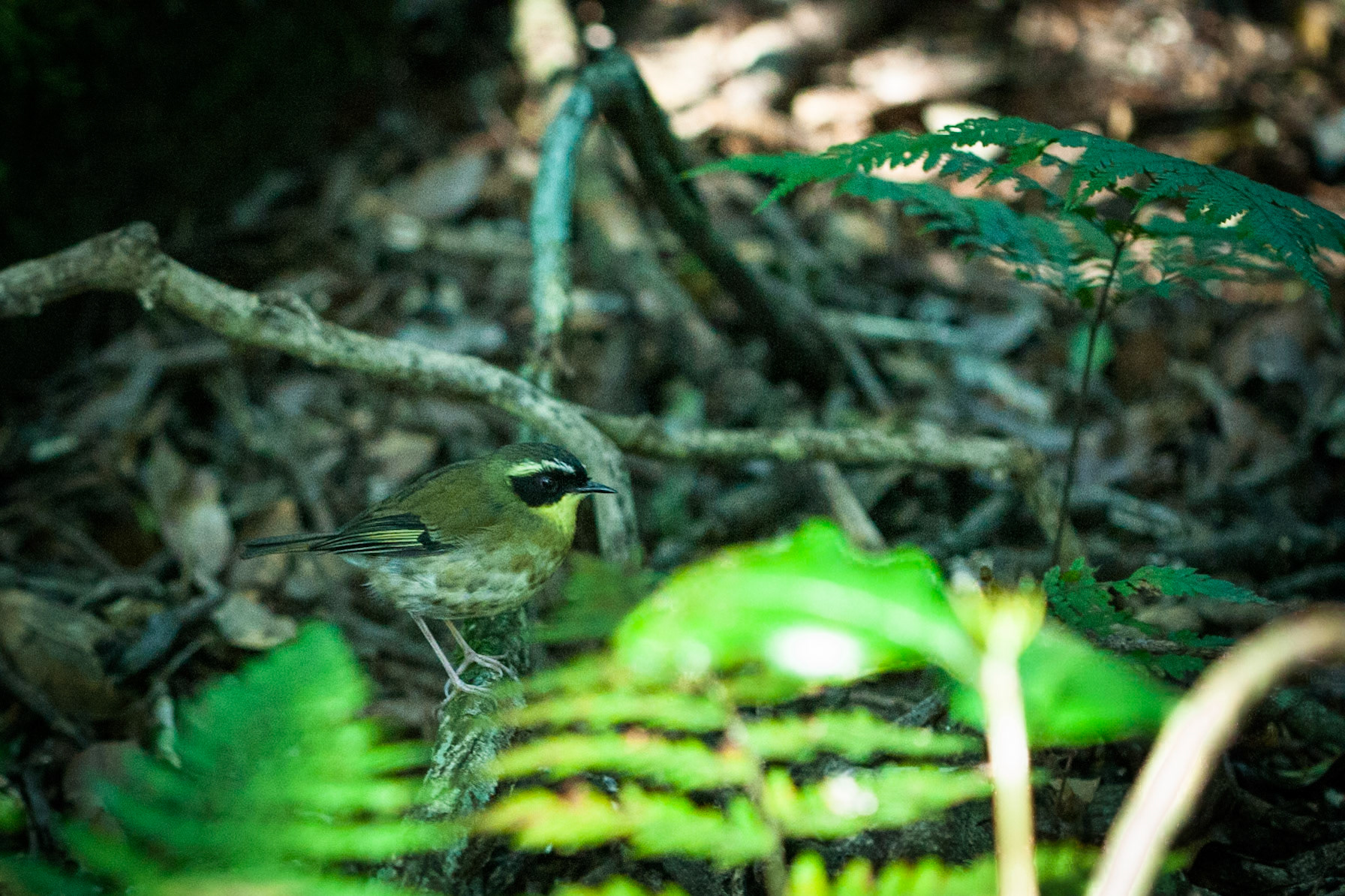 Lamington National Park, Queensland