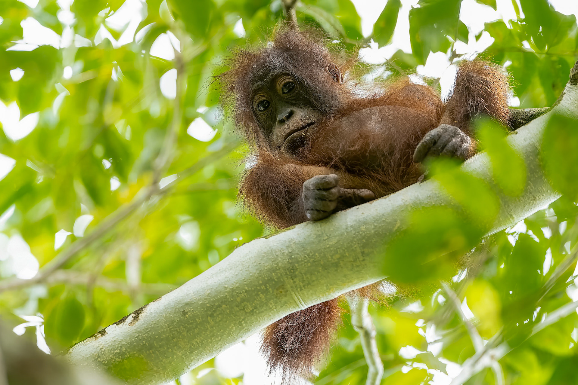 Orangutan, Sukau, Borneo