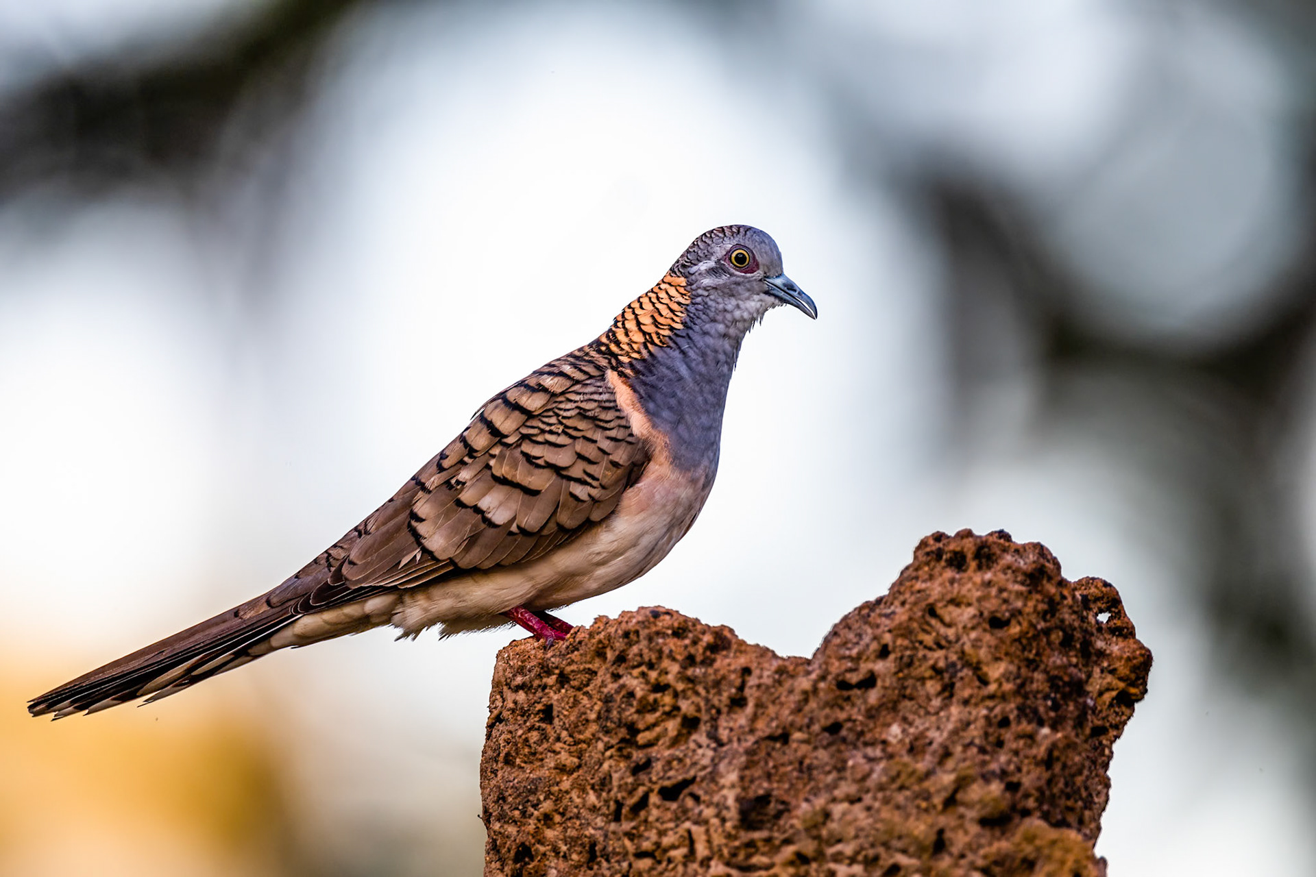 Musgrave, Cape York Penninsula, Queensland