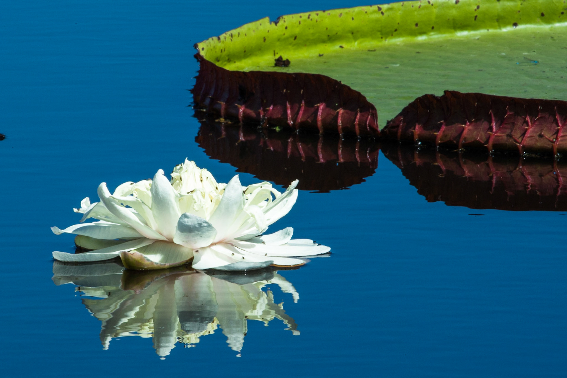 Waterlillies, Porto Jofre, Pantanal, Brazil