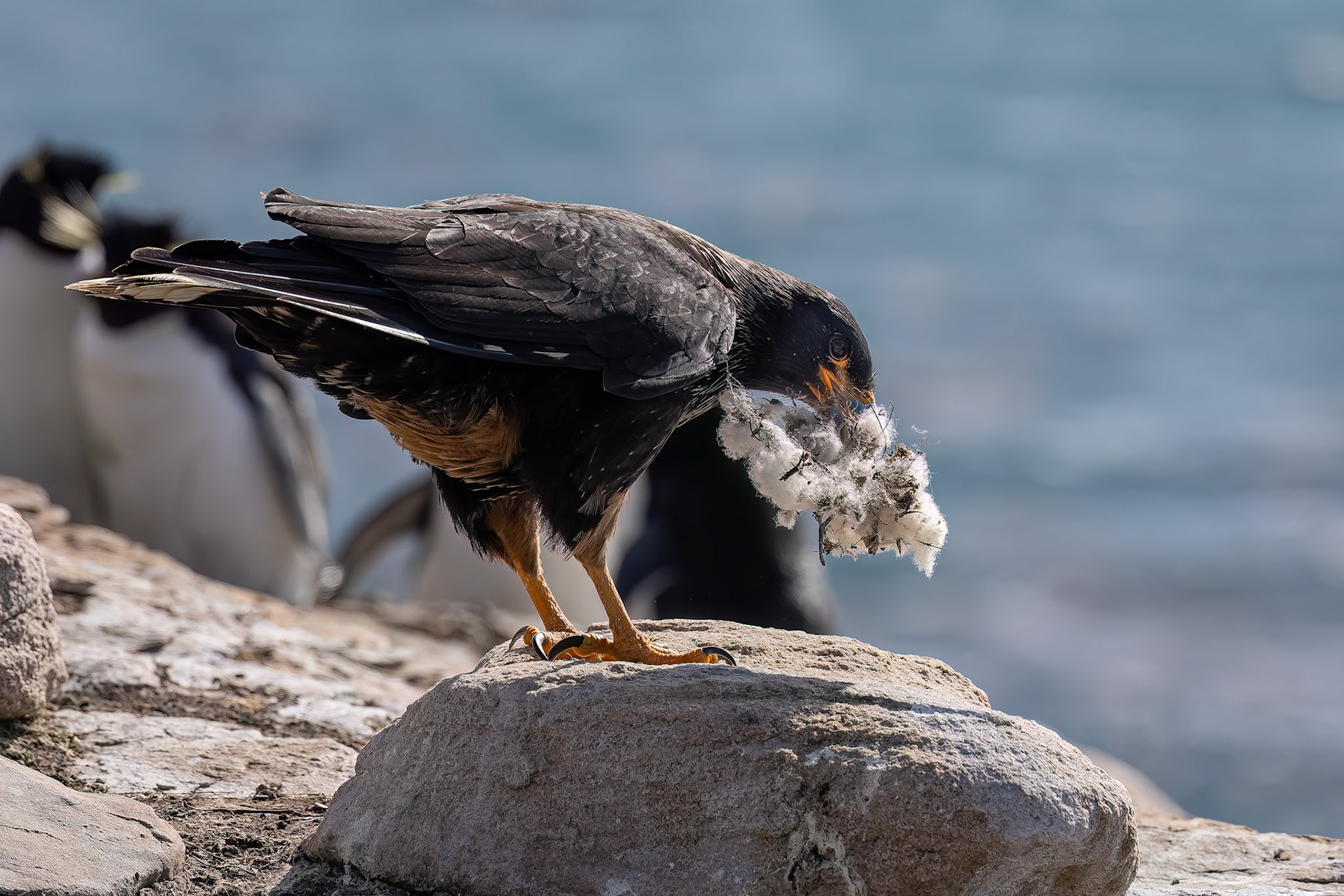 Striated caracara, The Settlement, Saunders Island, Falkland Islands