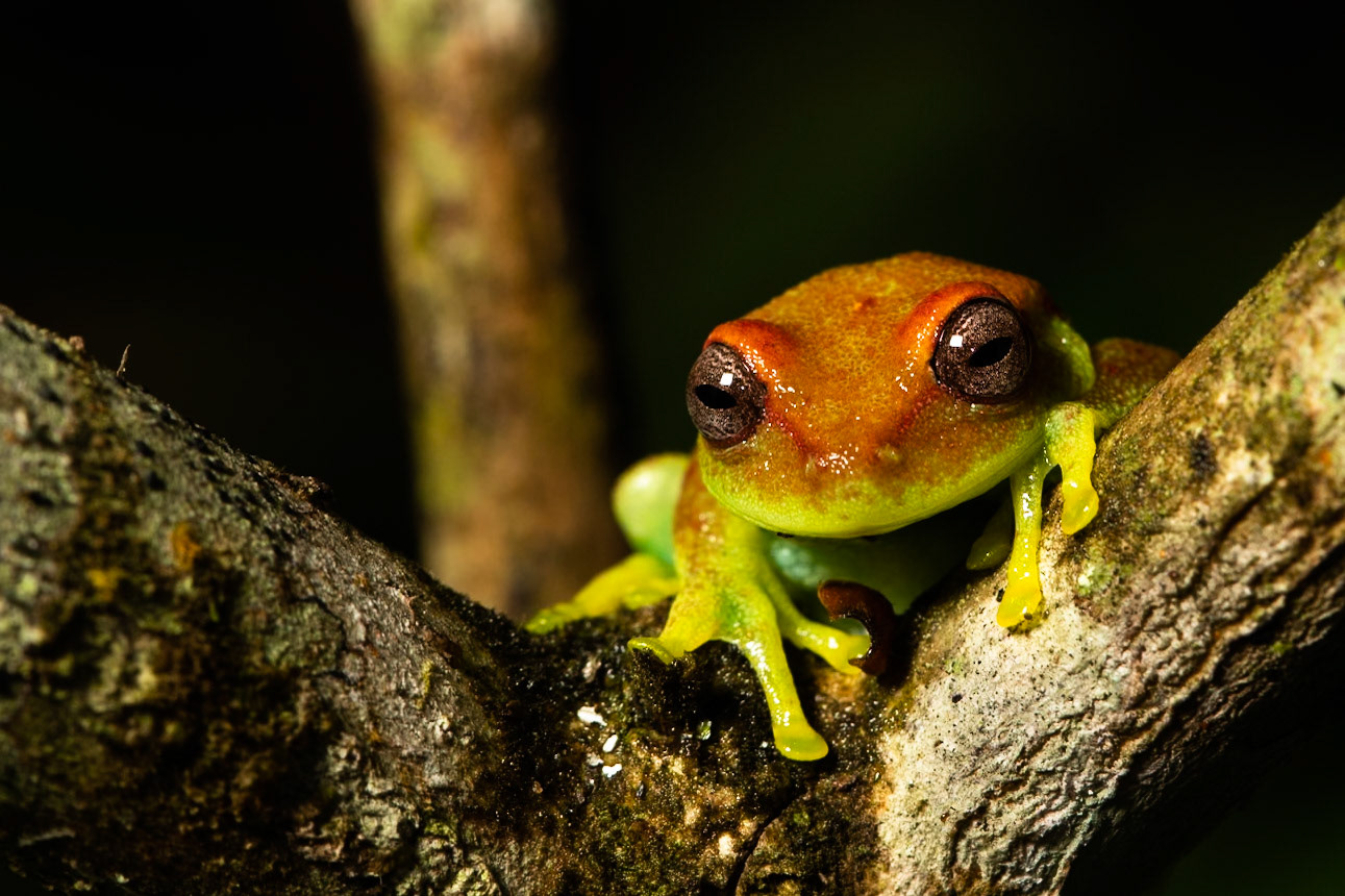 Polka-dot tree frog, Amazonia Lodge, Manu National Park,  Peru