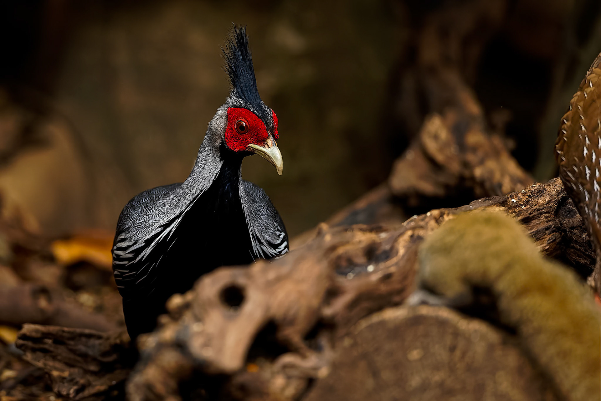 Kalij pheasant, Khaeng Krackan National Park, Thailand