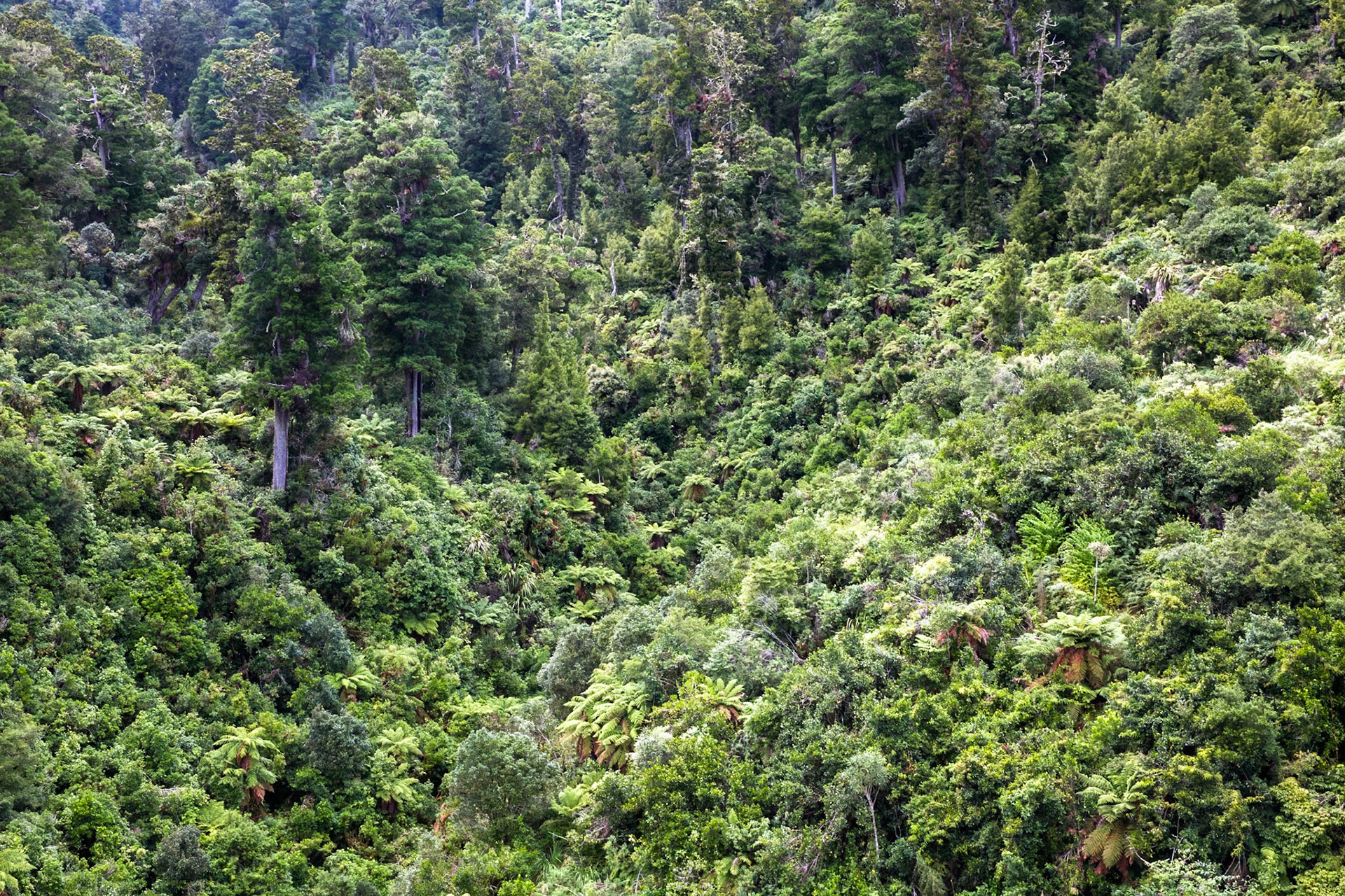 Old Coach Road, Tongariro, New Zealand