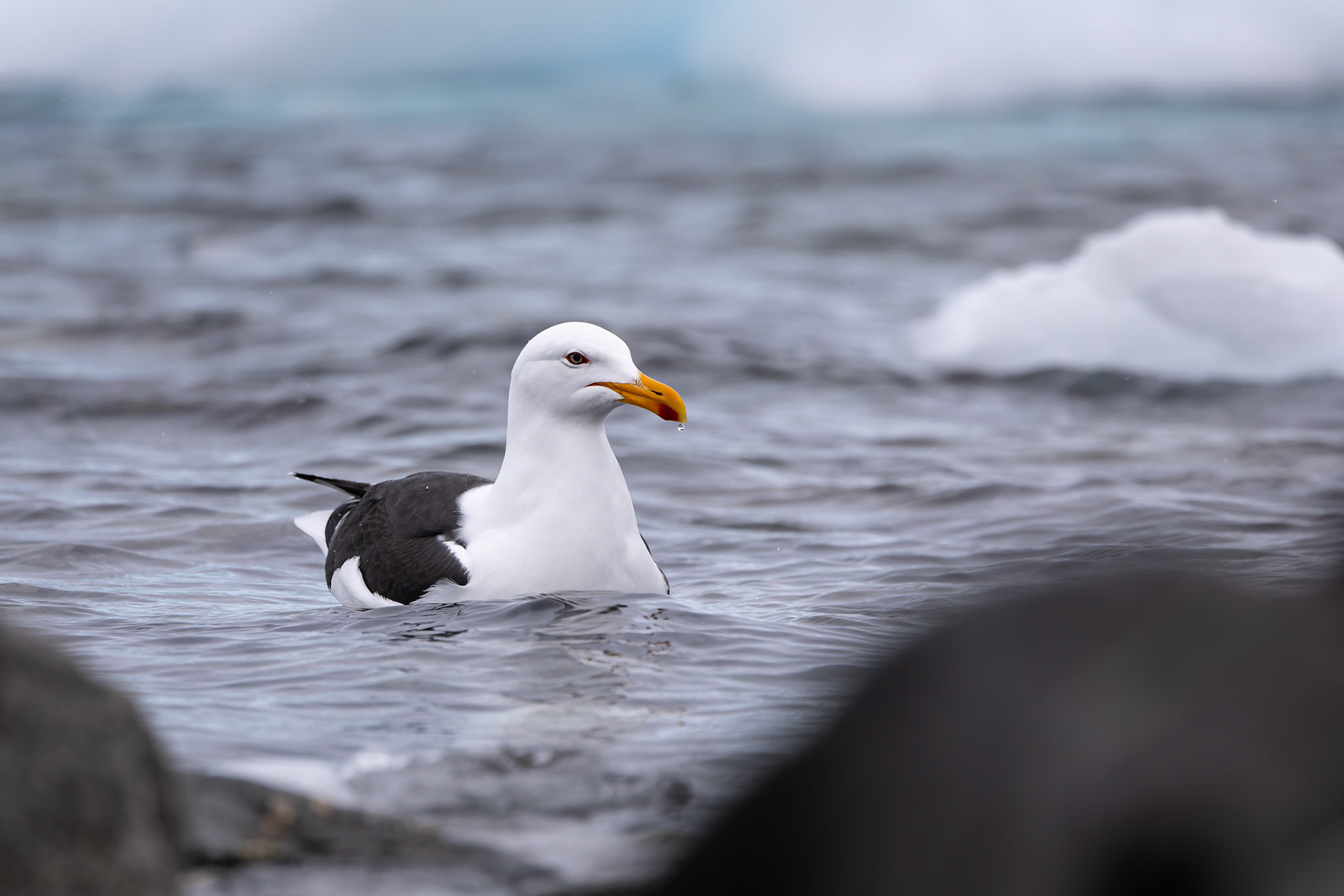 Kelp gull, Cuverville, Antarctica