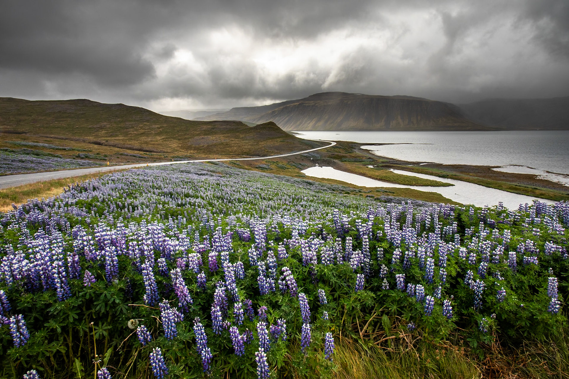 Lupins, Patreksfjödour, Westfjords, Iceland