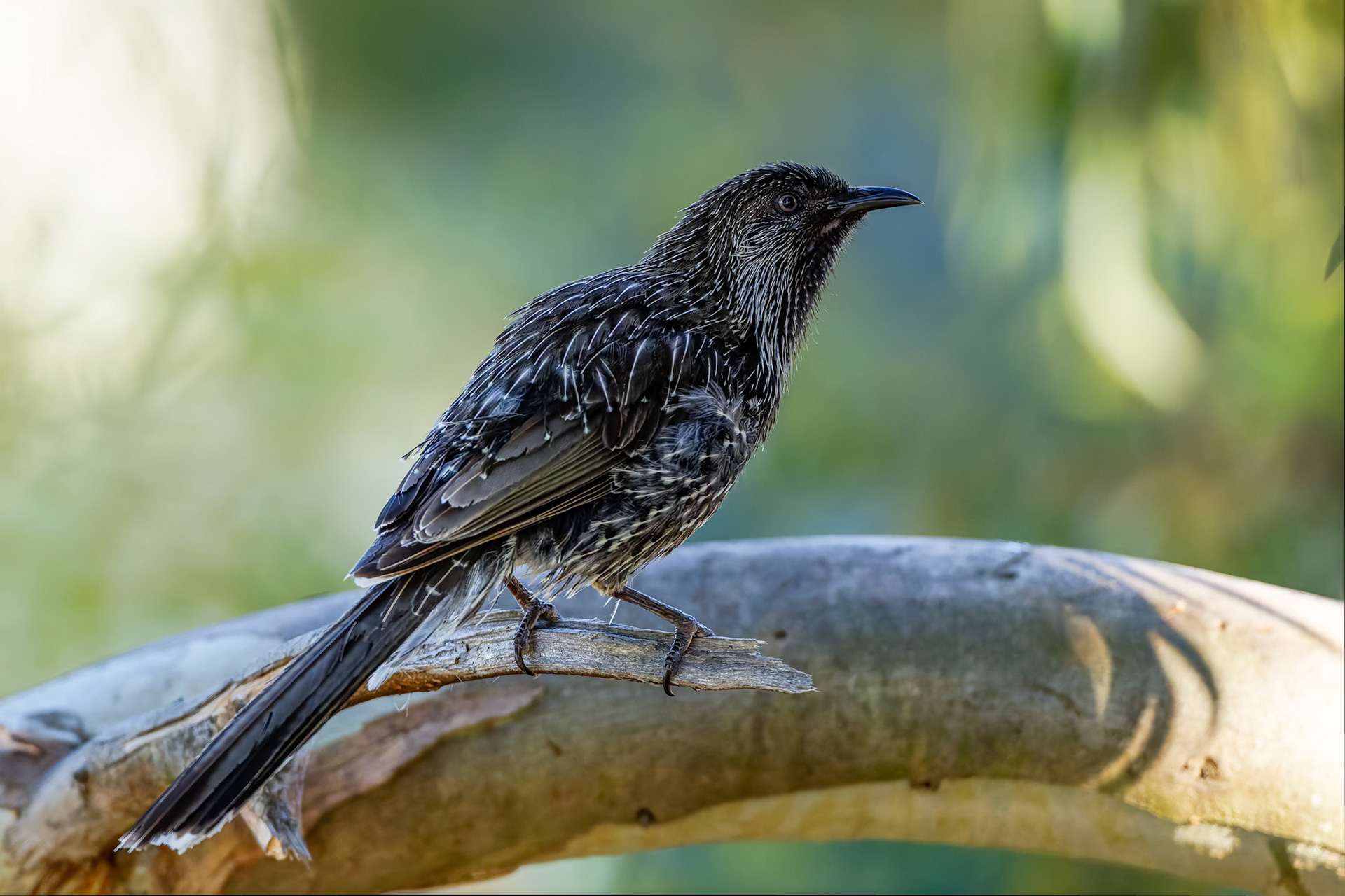 Little wattlebird, Kingston beach, Hobart, Tasmania, Australia