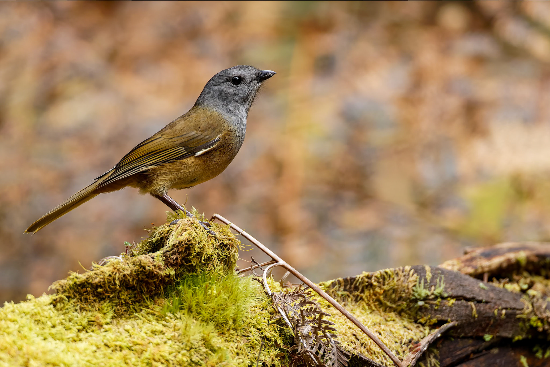 Olive whistler, Mount Field, Tasmania, Australia
