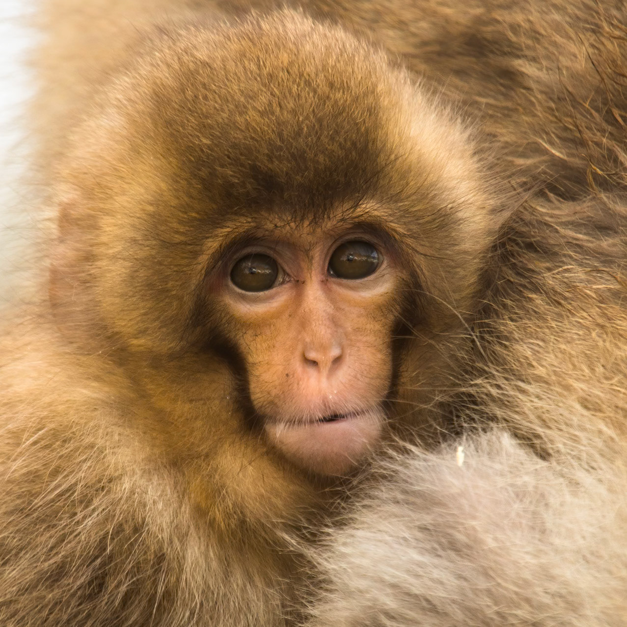 Jigokudani Yaen-Koen, Snow Monkeys, Yudanaka, Japan
