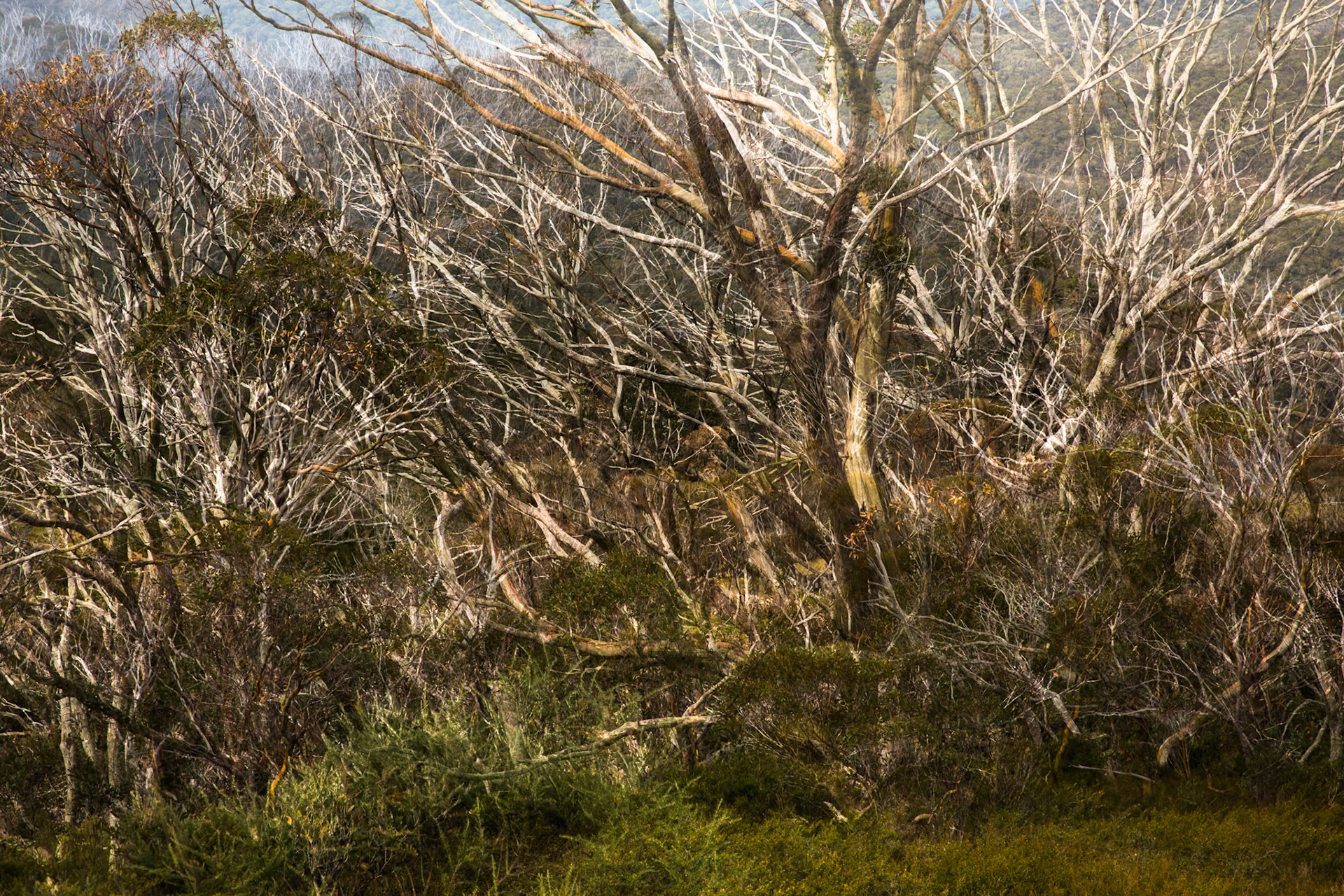 Thredbo to the cablecar and return, Mount Kosciuszko National Park, Snowy Mountains, New South Wales
