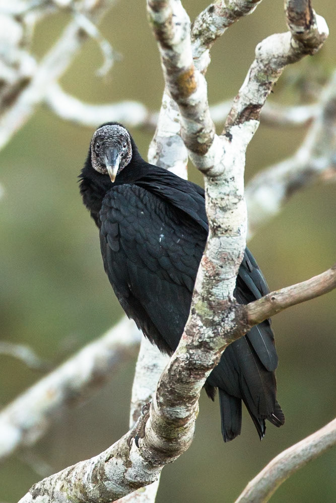 Black vulture, Pousada Piuval, Pantanal, Brazil