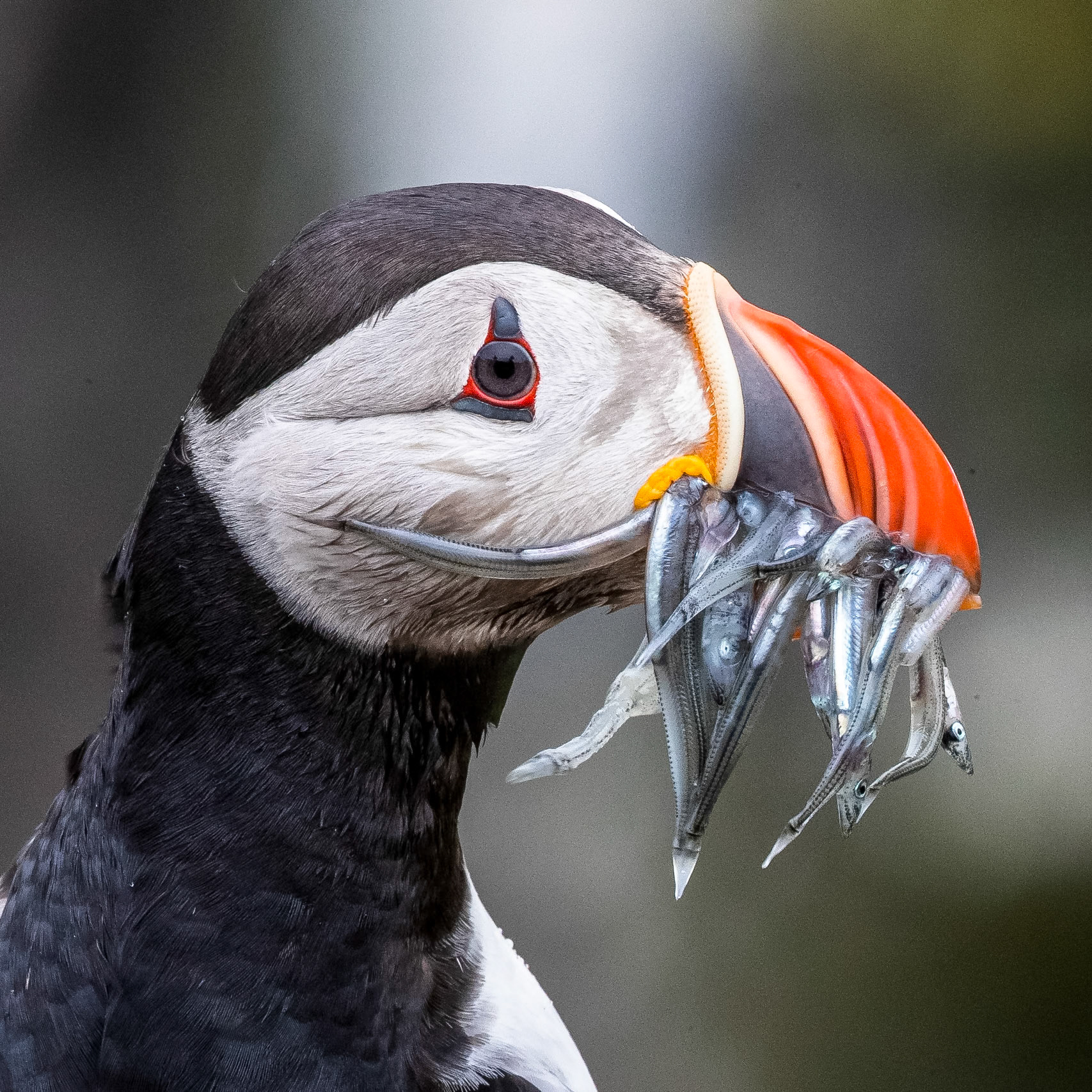 Atlantic puffin, Grímsey Island, Iceland, 2019