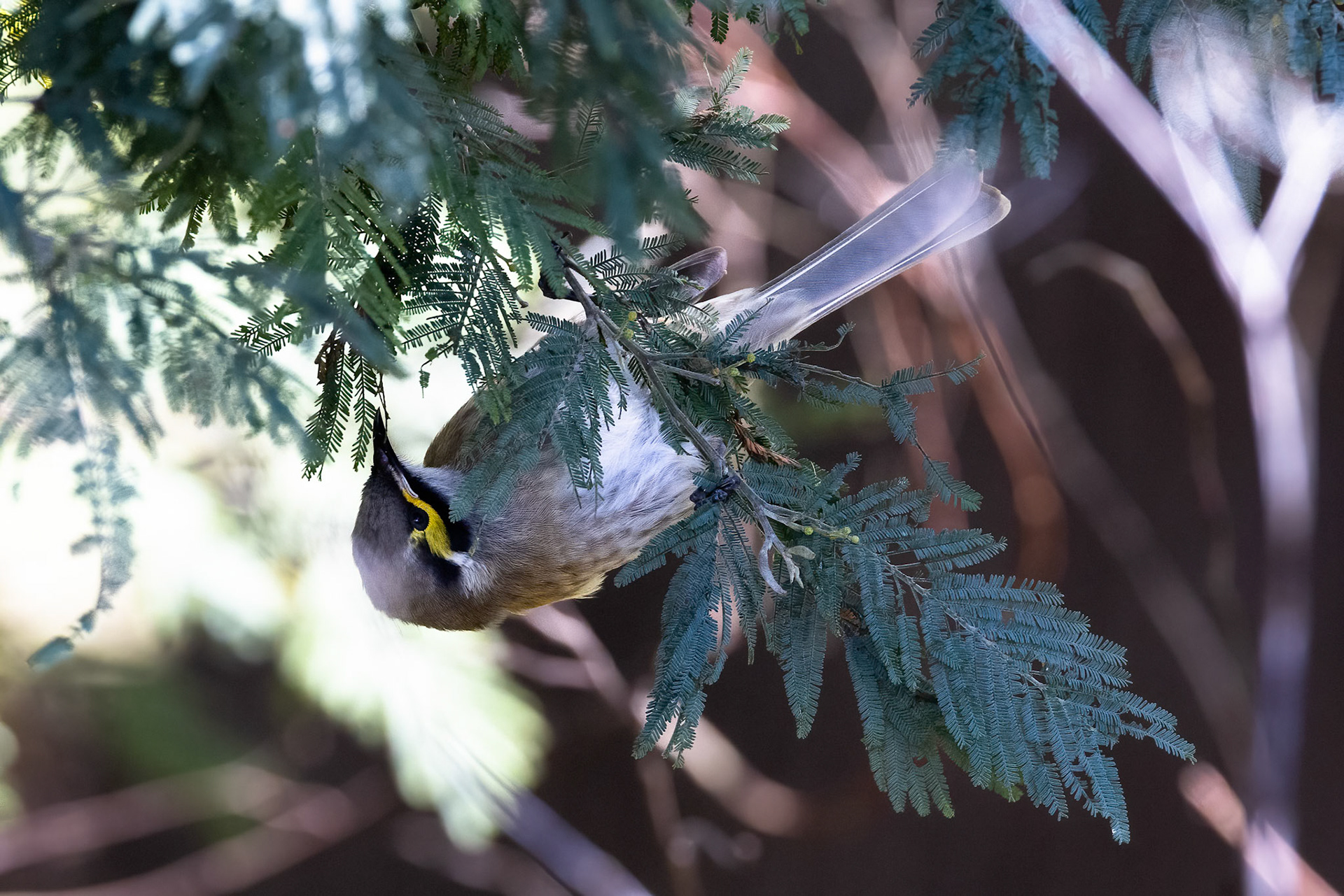 Yellow-faced honeyeater, Turon Gates, New South Wales