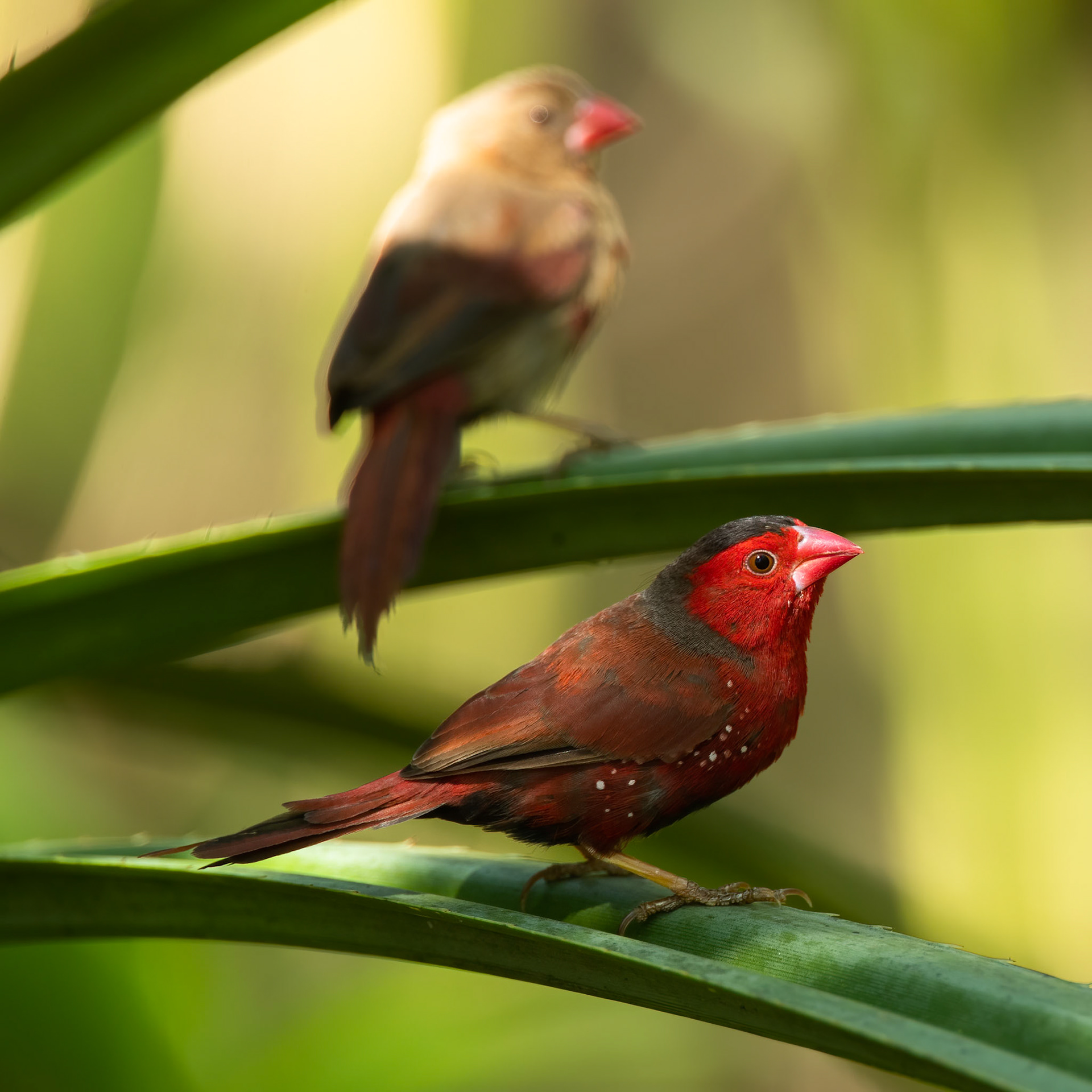 Crimson finch, near Pine creek, Northern Territory, Australia