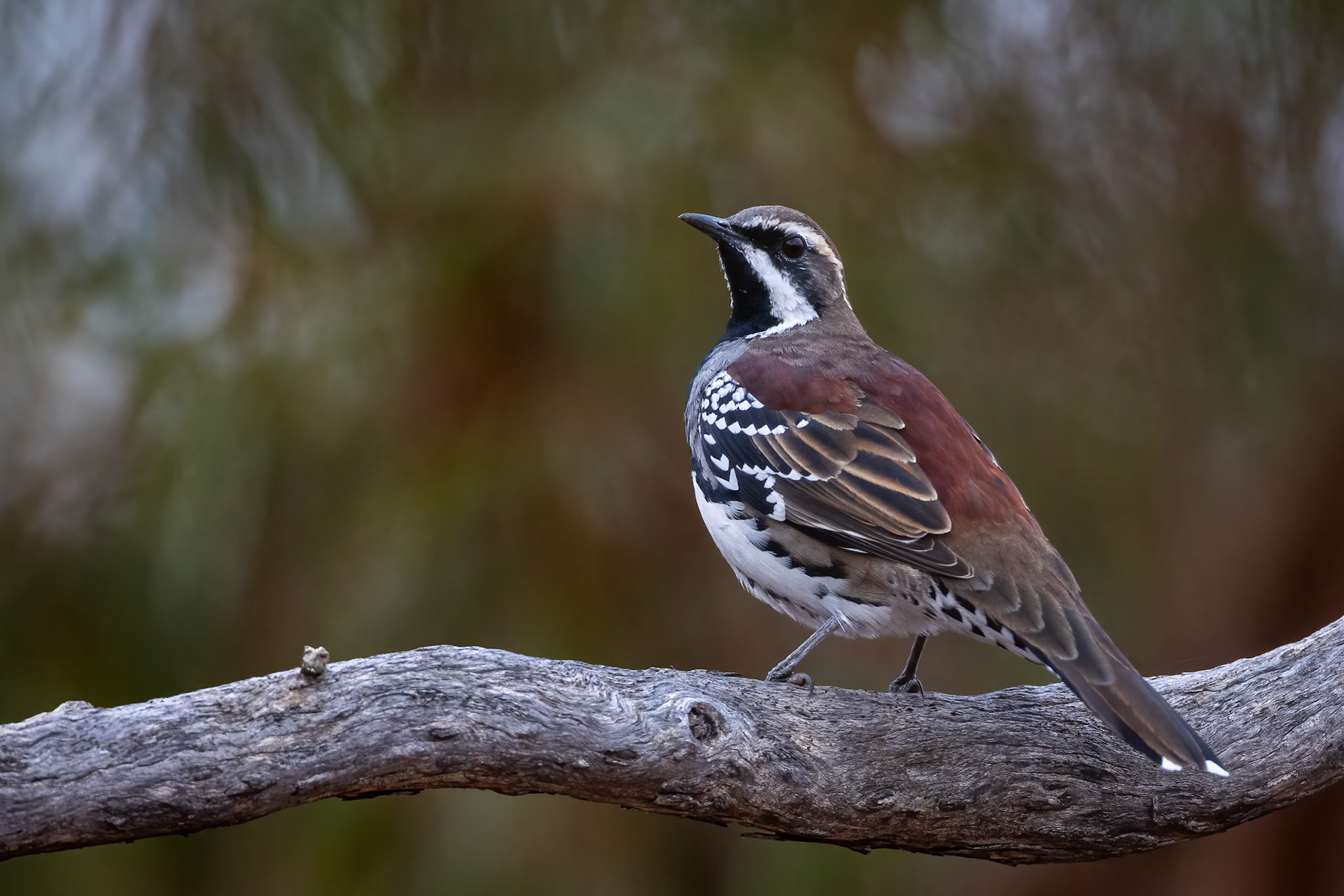 Copperback quail-thrush, Ceduna, South Australia