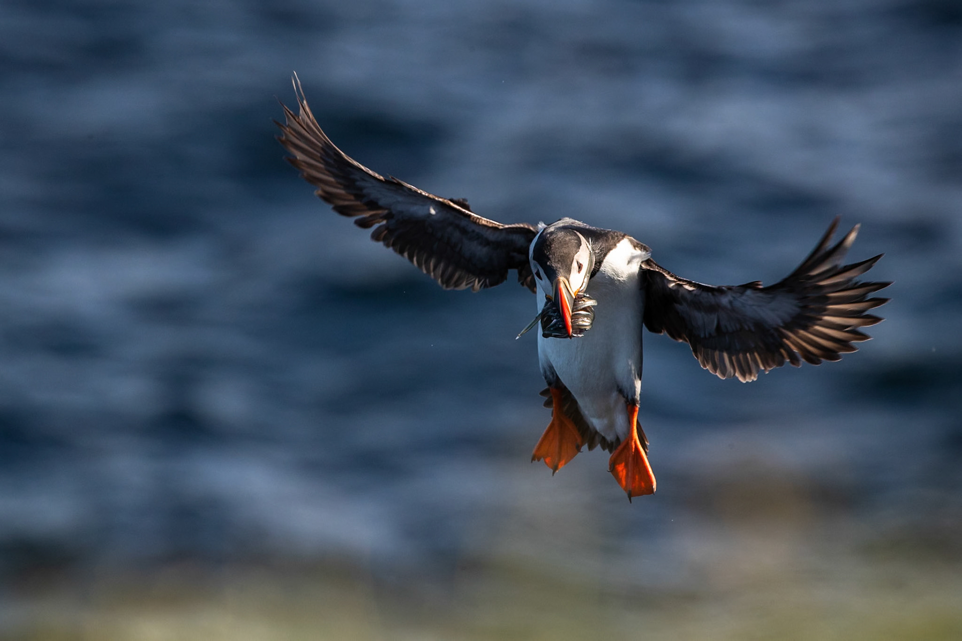 Atlantic puffin, Grímsey Island, Iceland