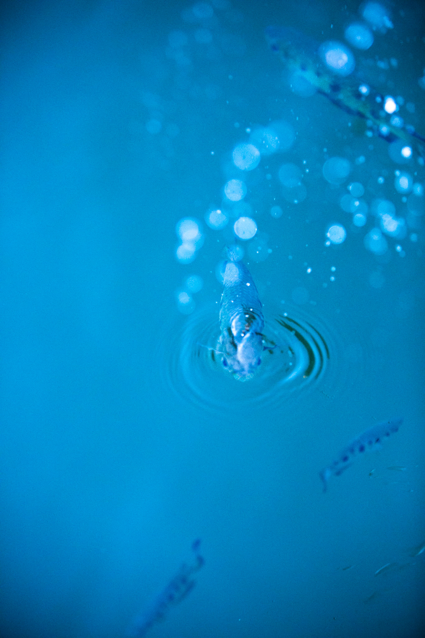 Archer fish, Chamberlain George, El Questro Wilderness Park, The Kimberly, Western Australia