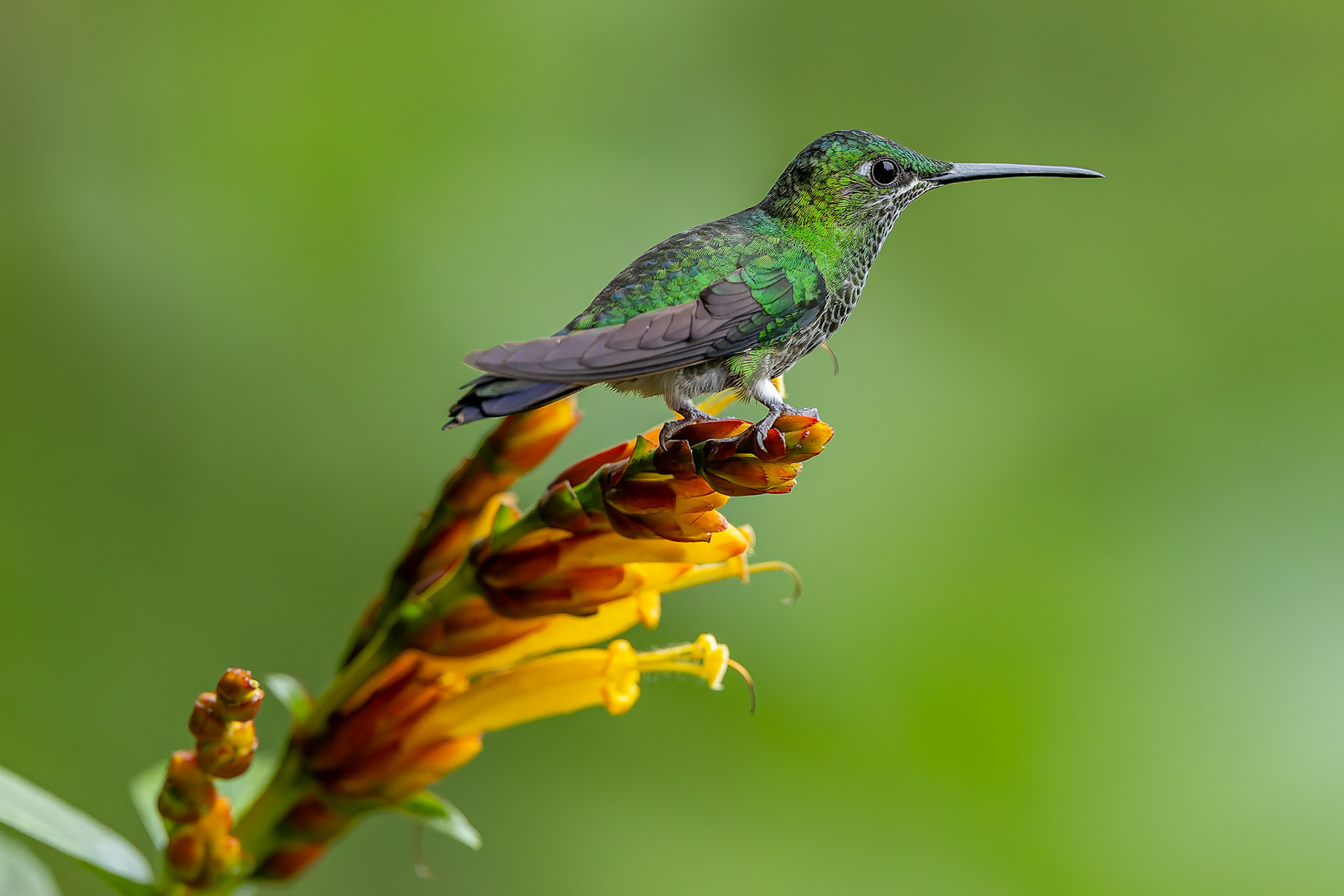 Green-crowned brilliant, Umbrella Bird Lodge, Buenaventura Nature Reserve, Ecuador