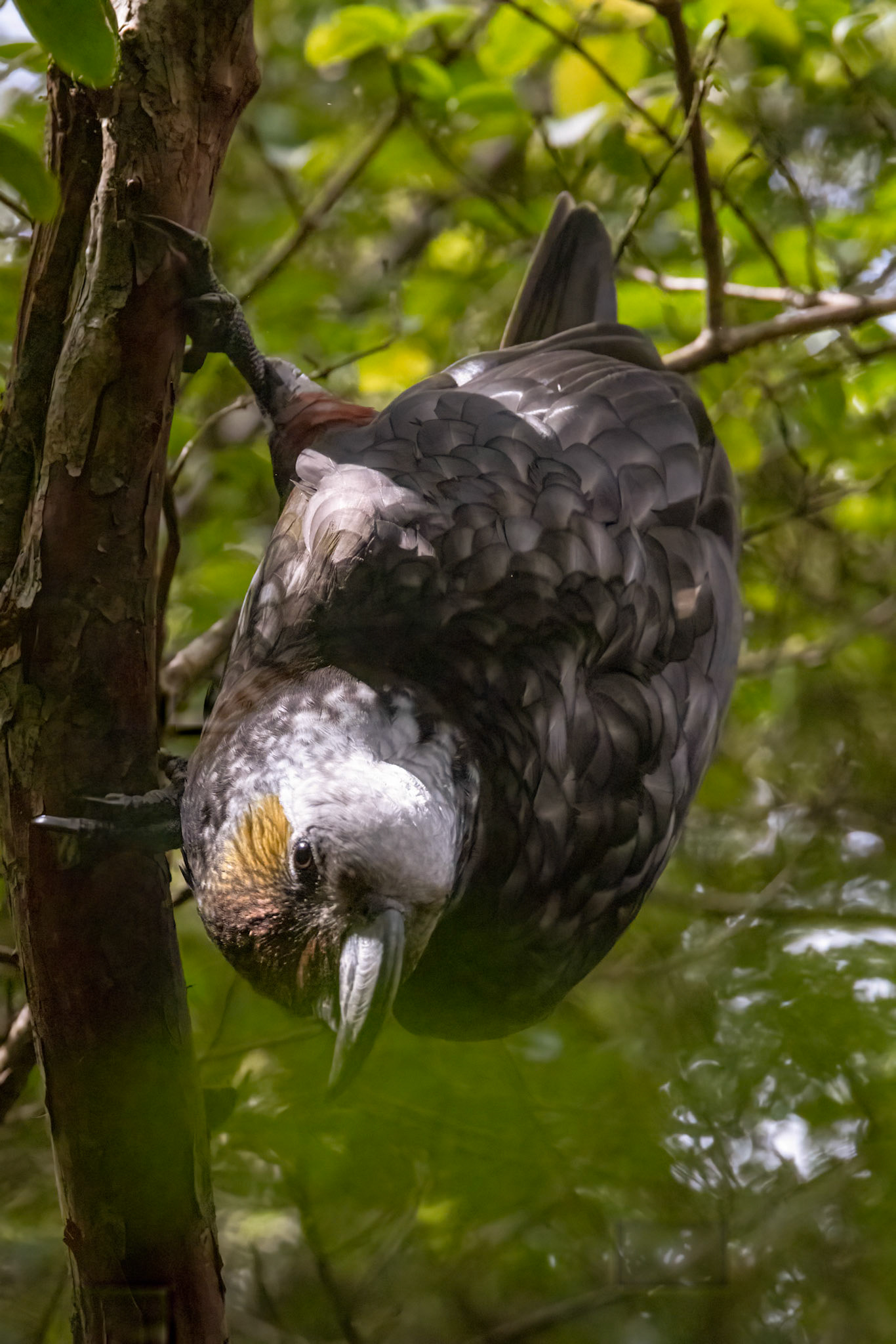 New Zealand Kaka, Ulva Island, New Zealand