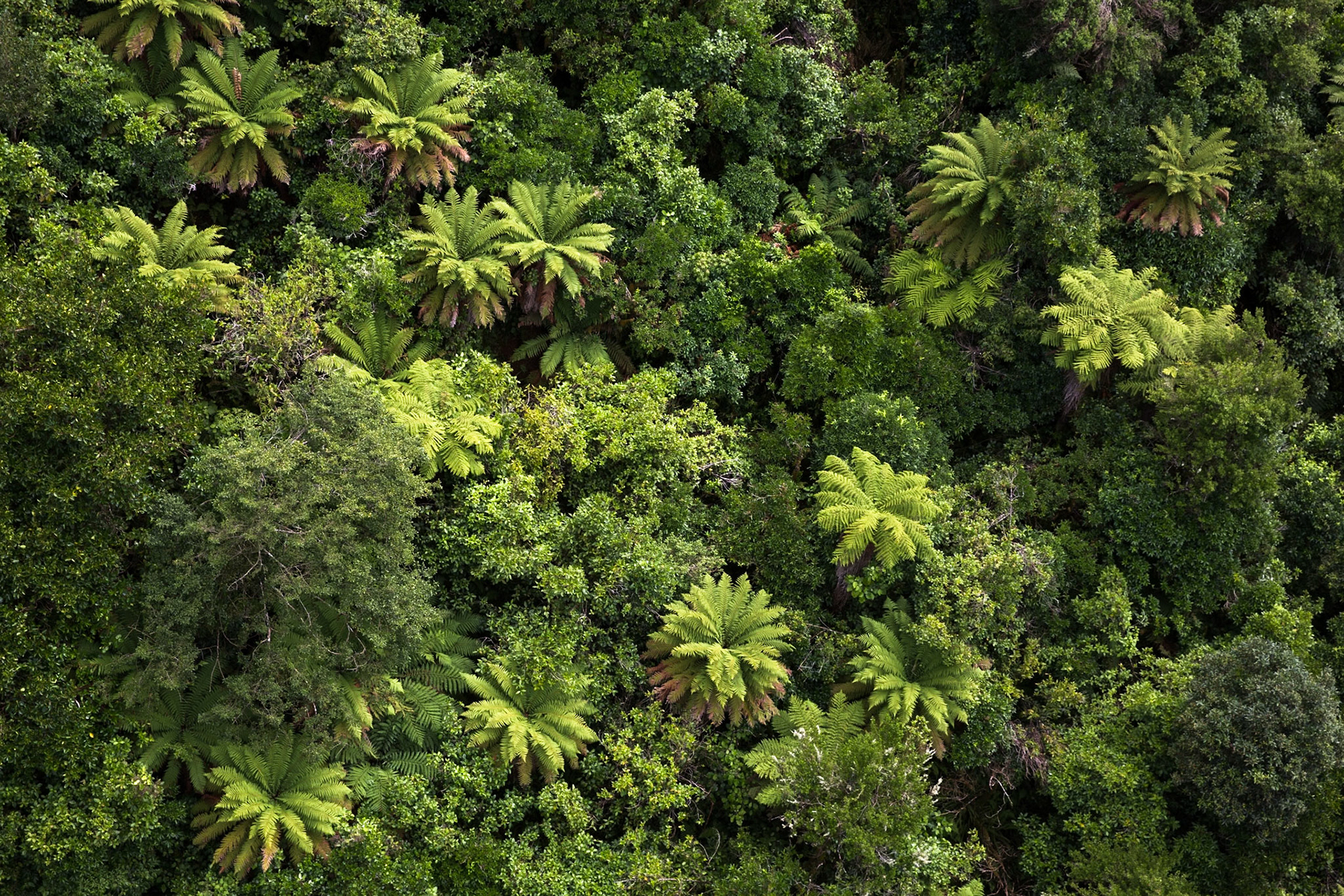 Old Coach Road, Tongariro, New Zealand