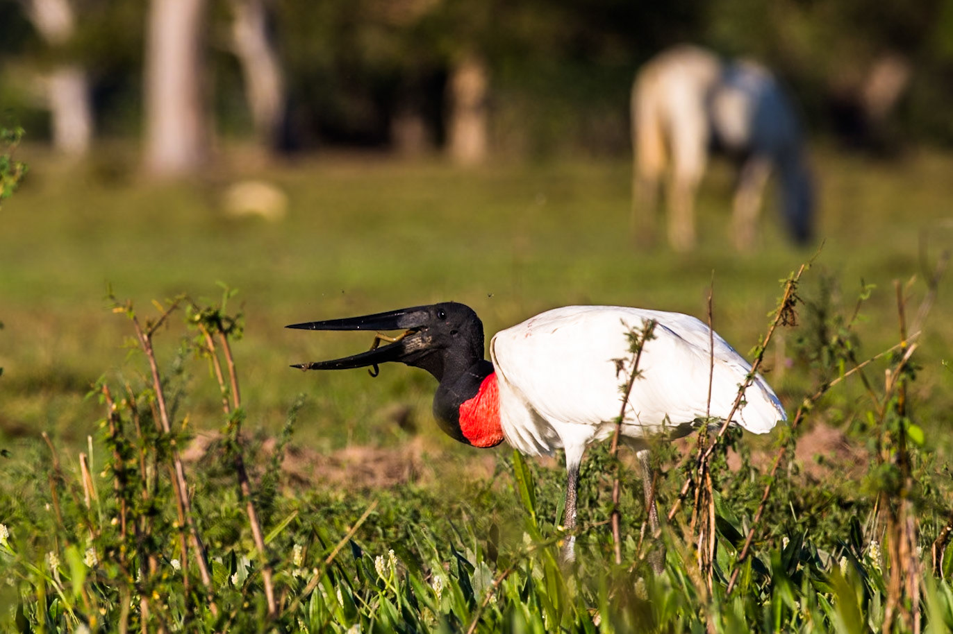 Jabiru, Pousada Piuval, Pantanal, Brazil