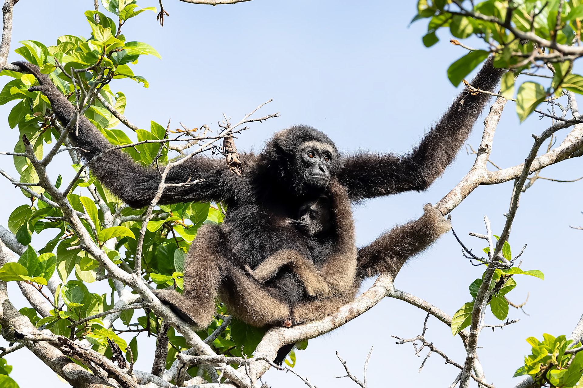Eastern grey gibbon, Sepilok, Borneo