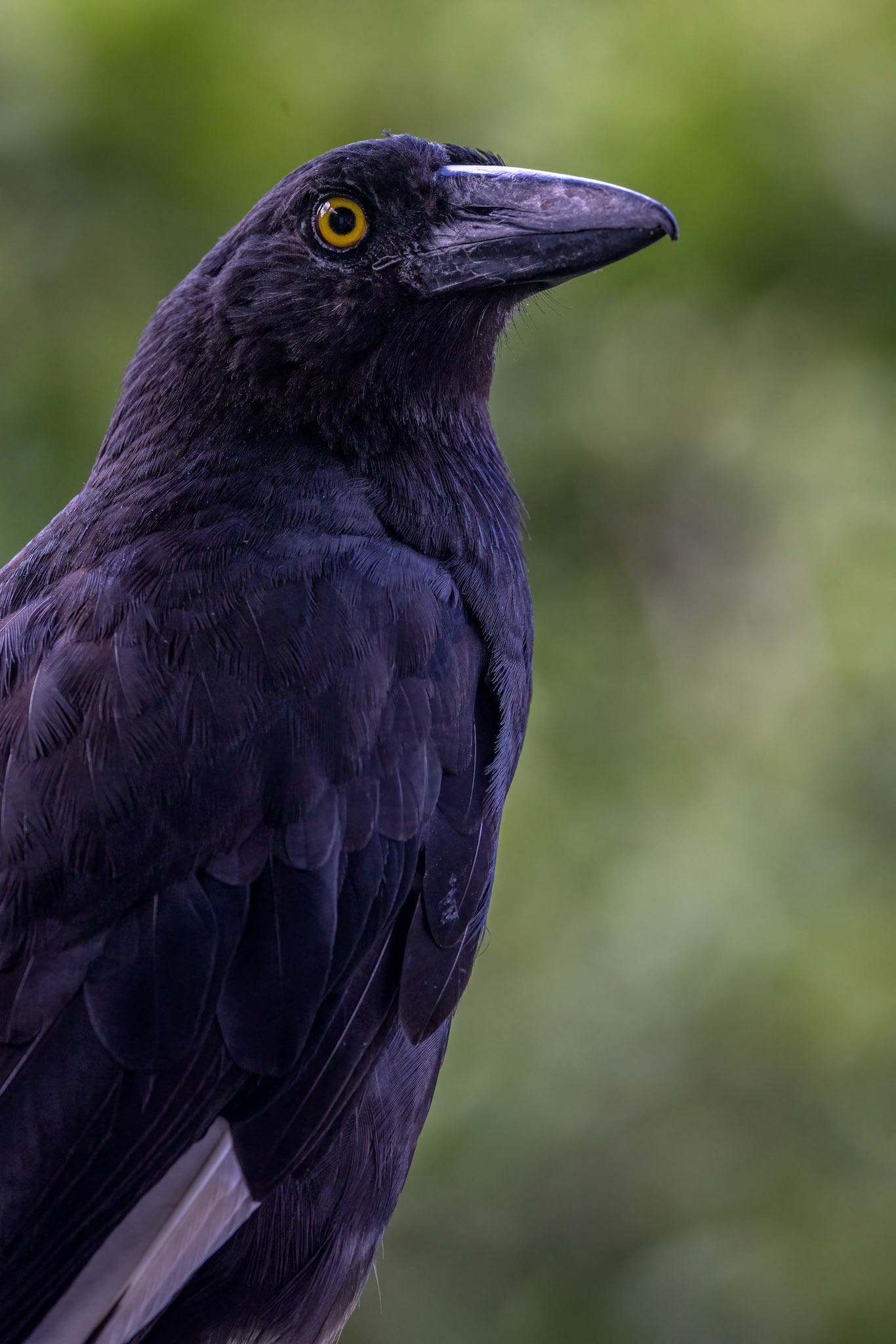 Pied currawong, O'Reilly's Rainforest Retreat, Lamington National Park, Queensland, Australia