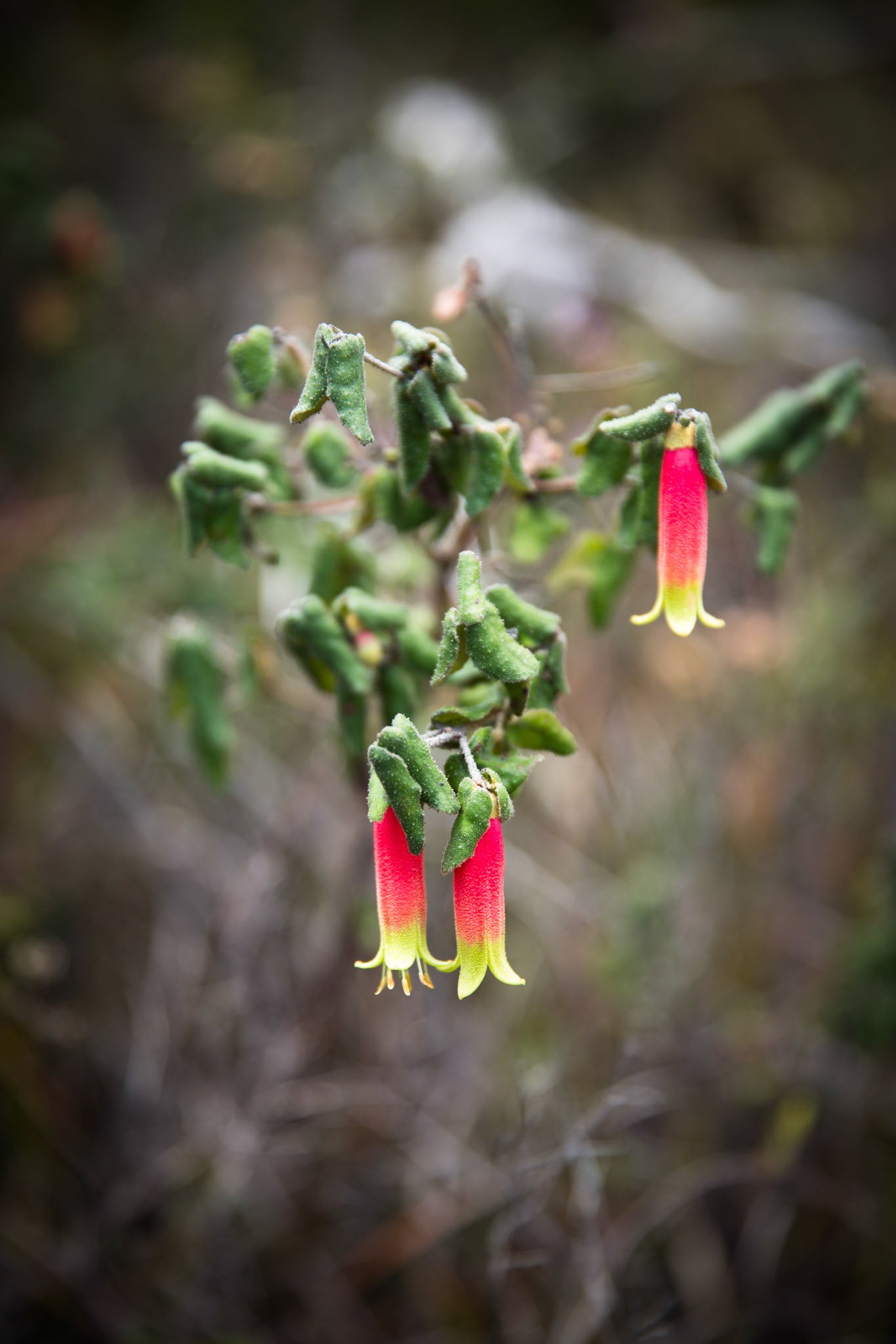 Tuesday am - Darby Saddle via Sparkes Lookout and Lookout Rocks to Tongue Point; and then on to Darby River for lunch.Tuesday pm - Lilly Pilly Gully carpark up to Tidal Overlook and on to Pillar Point then via Squeaky Beach and Picnic Beach to Picnic Beach carpark.