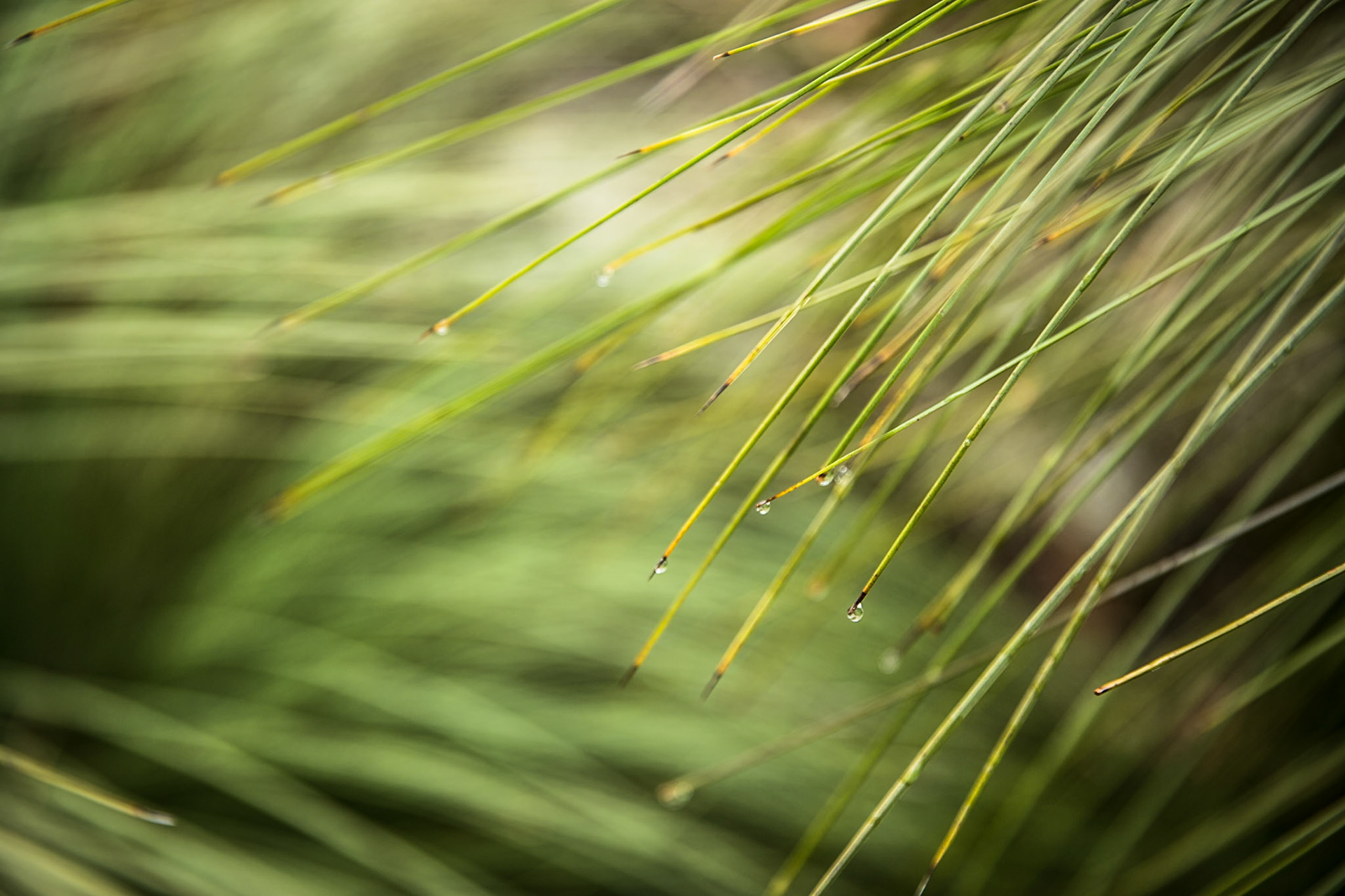 Five Mile carpark to Vereker Outlook (and return)