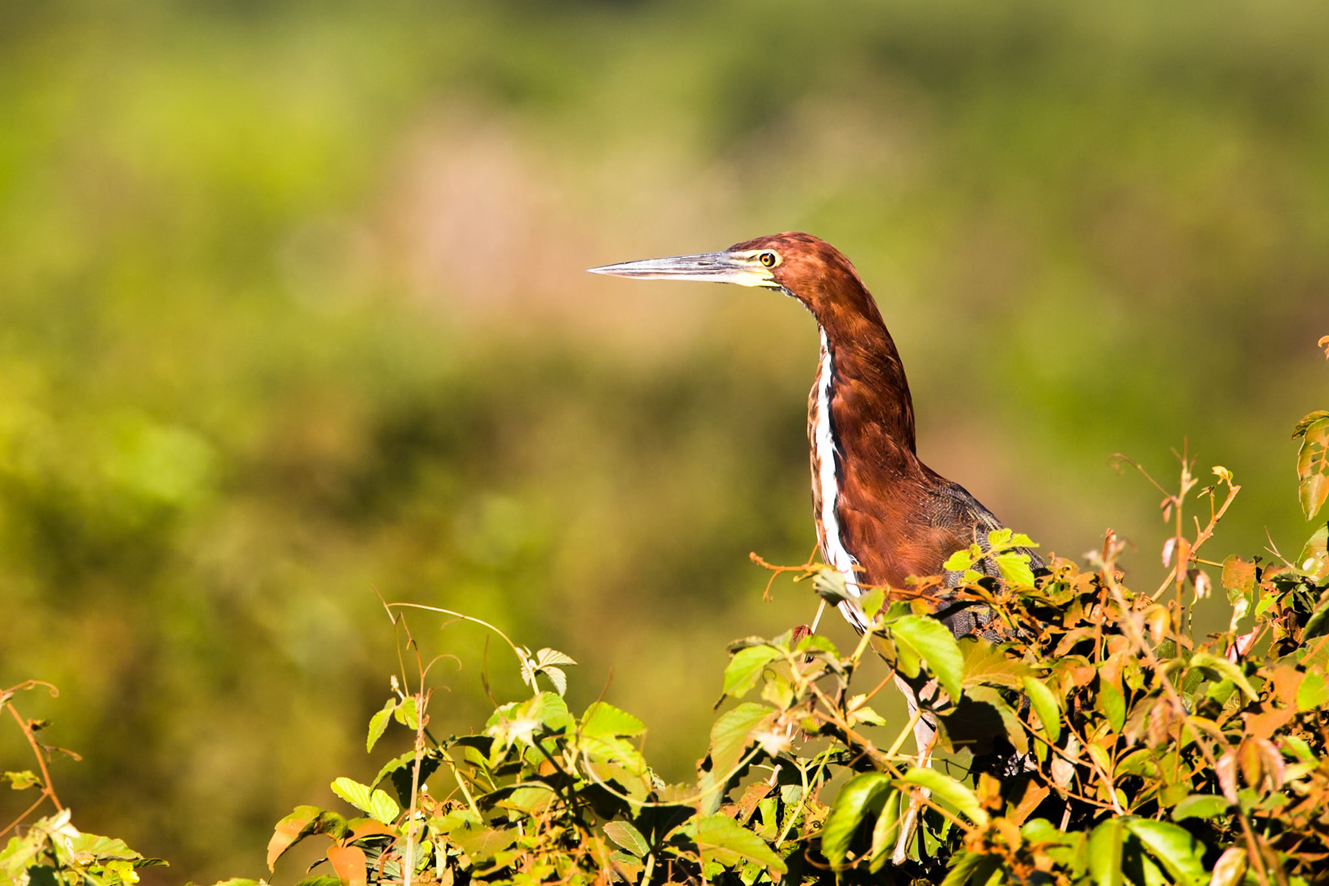Rufescent tiger heron, Transpantaneira, Pantanal, Brazil