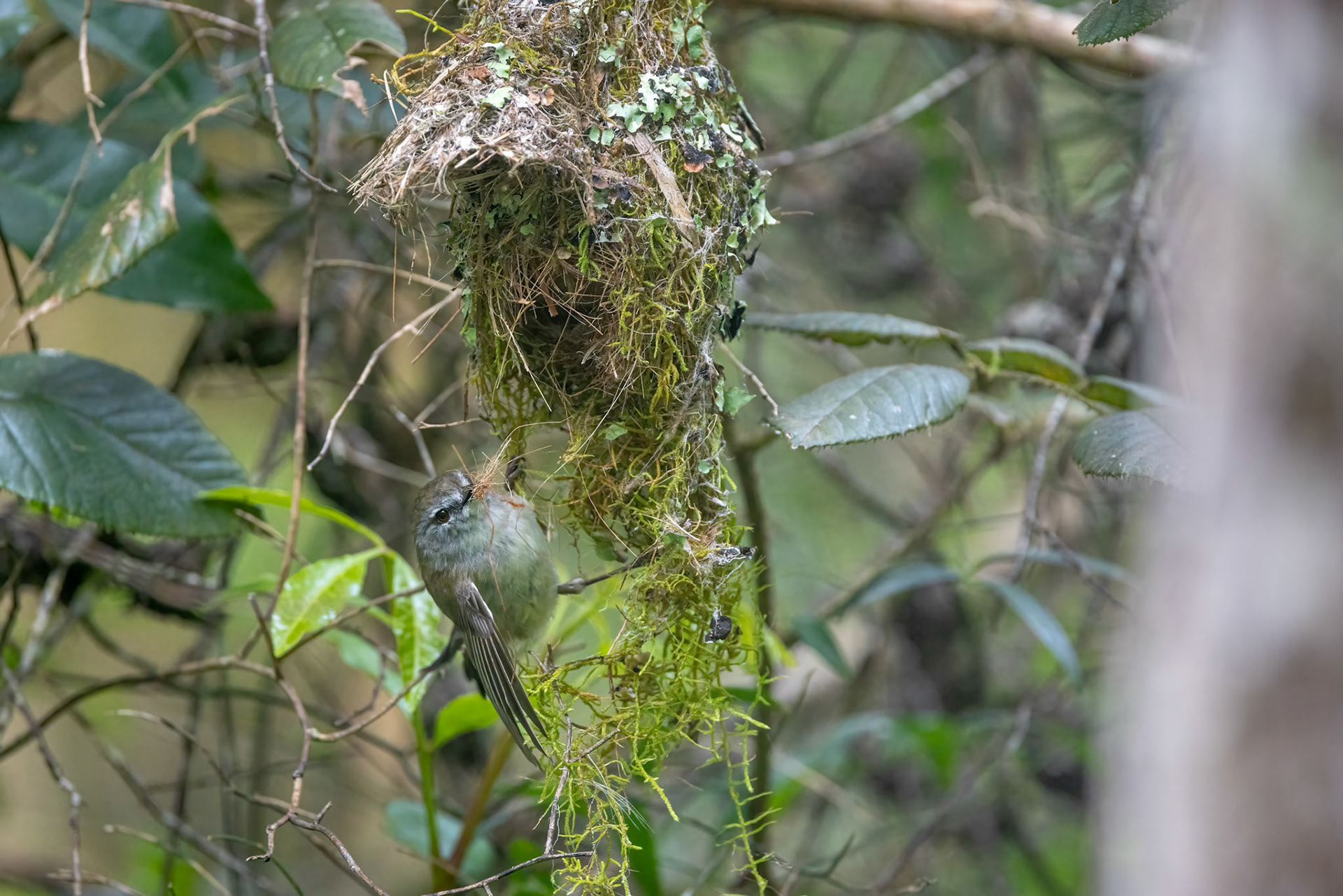 Brown gerygone, O'Reilly's Rainforest Retreat, Lamington National Park, Queensland, Australia