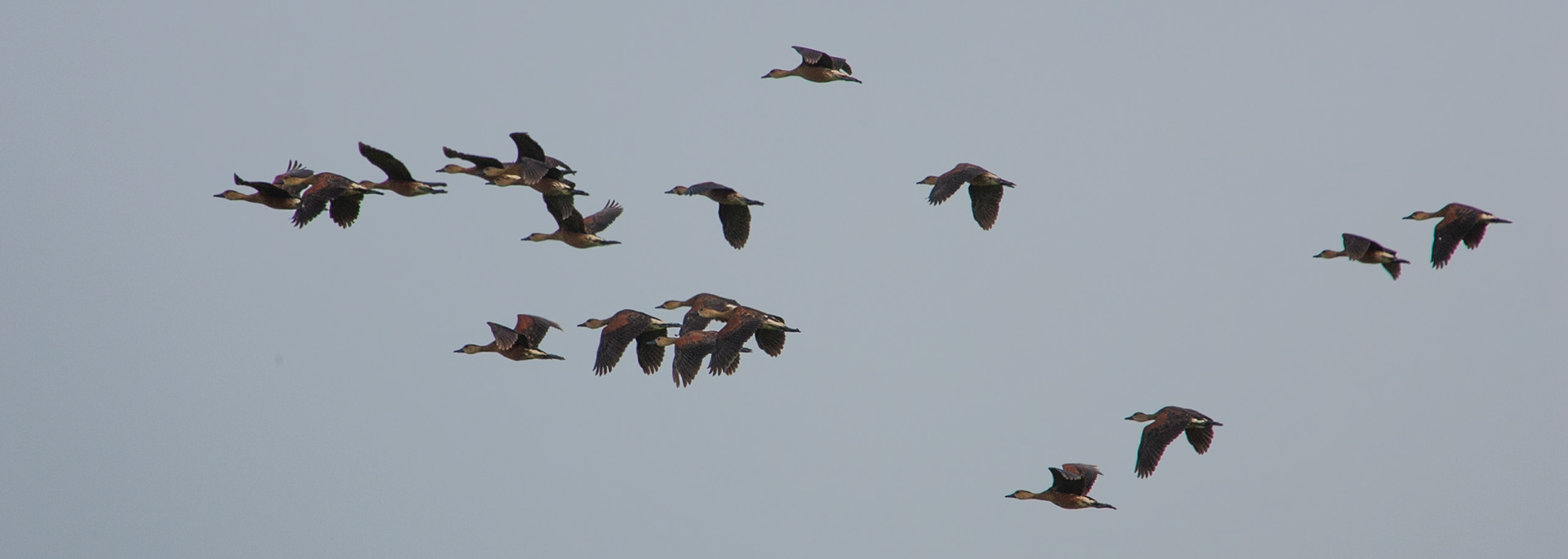 Plumed whistling-ducks in flight, Cooinda, Kakadu, Northern Territory