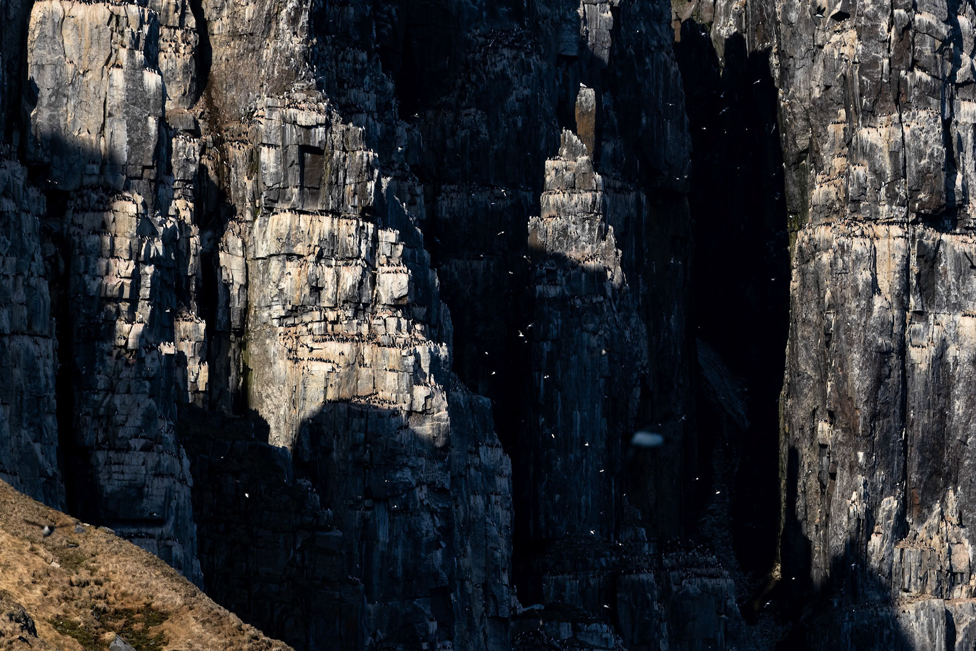 Brünnich's guillemot, Alkefjettet, Svalbard, Norway