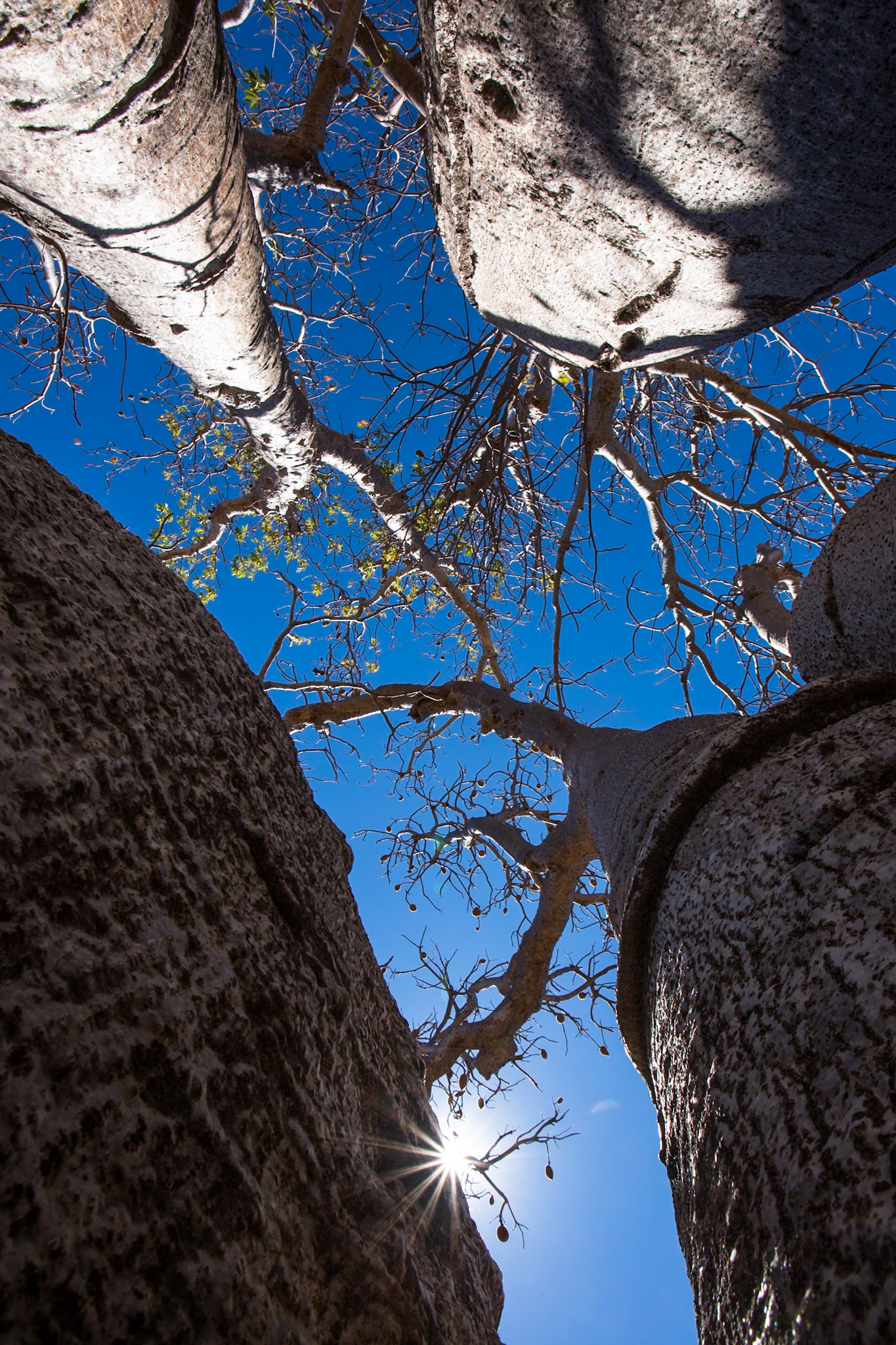 Baob, El Questro Wilderness Park, The Kimberly, Western Australia
