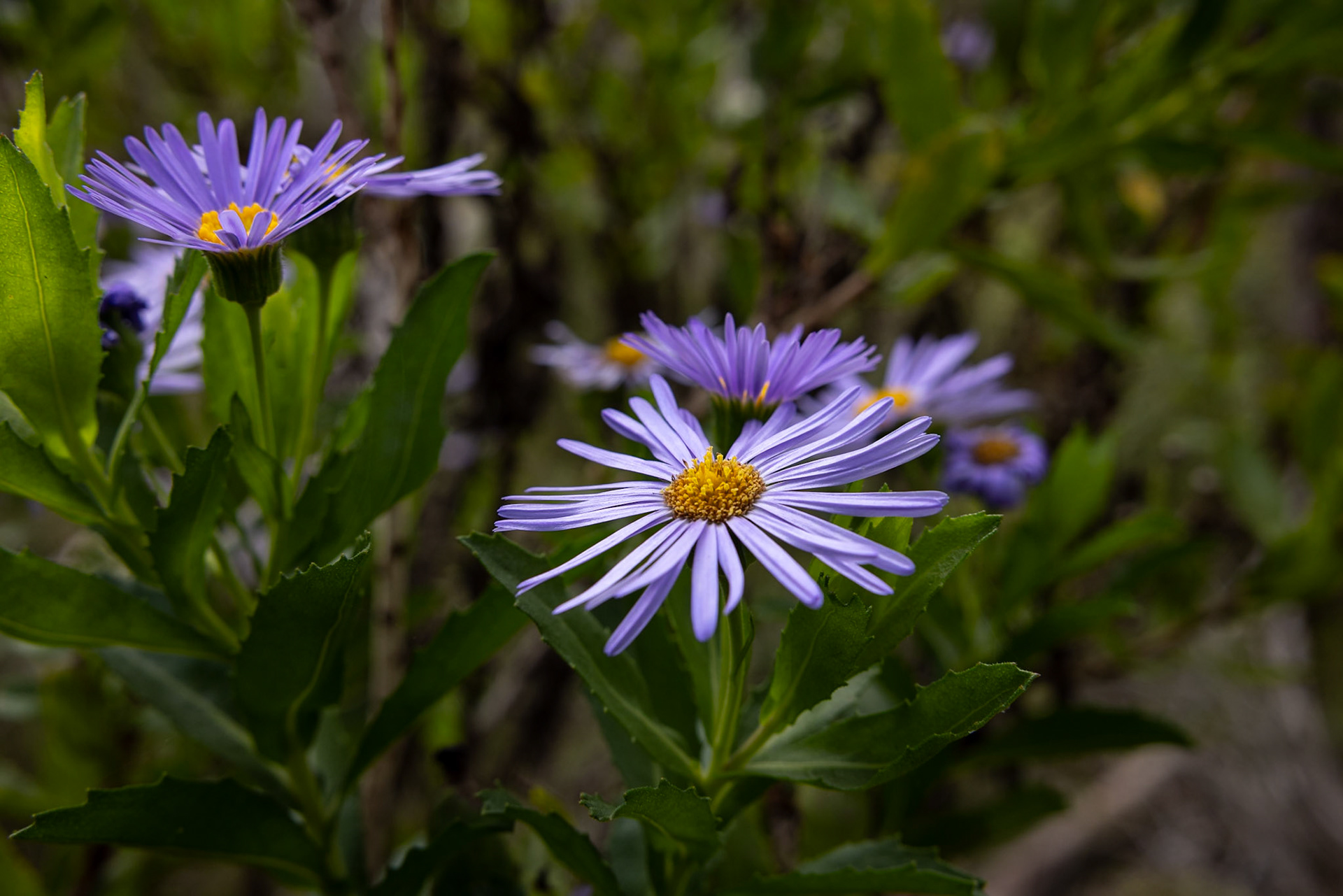 Kangaroo Island, South Australia