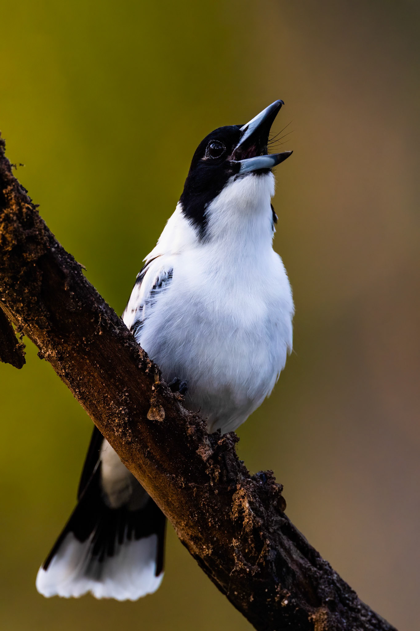 Black-backed butcherbird, Musgrave, Cape York Penninsula, Queensland