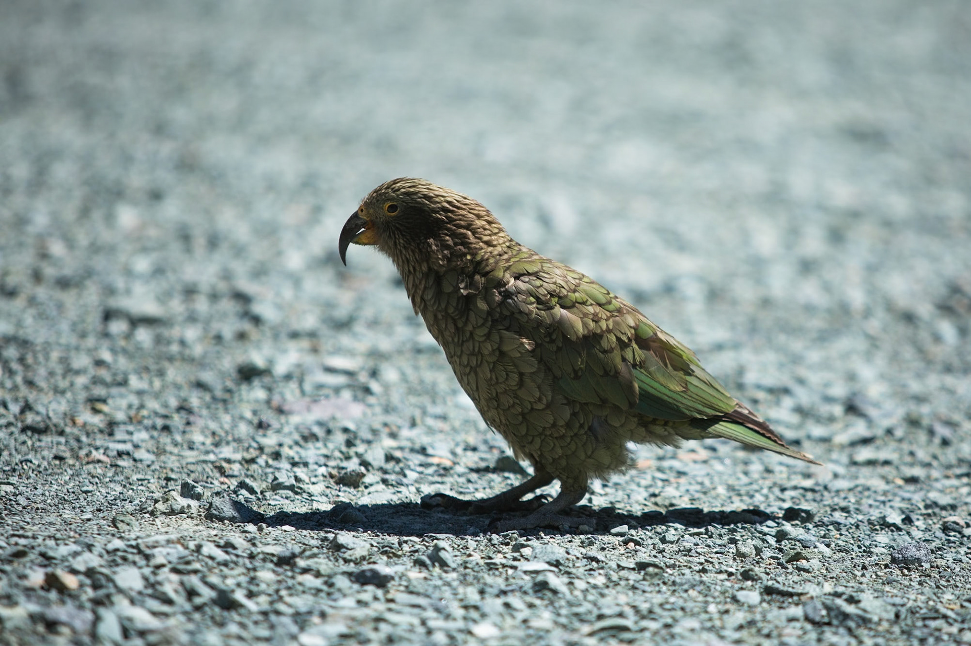 Kea near Milford Sound, New Zealand