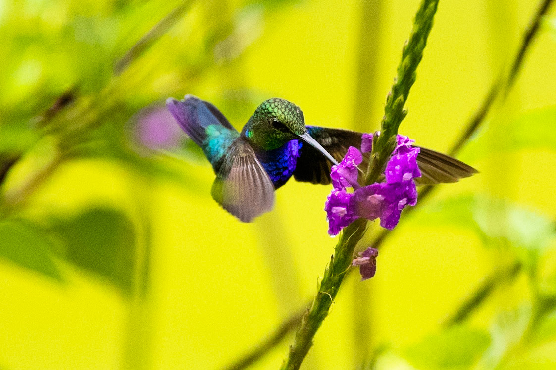 Fork-tailed woodnymph, Amazonia Lodge, Manu National Park,  Peru