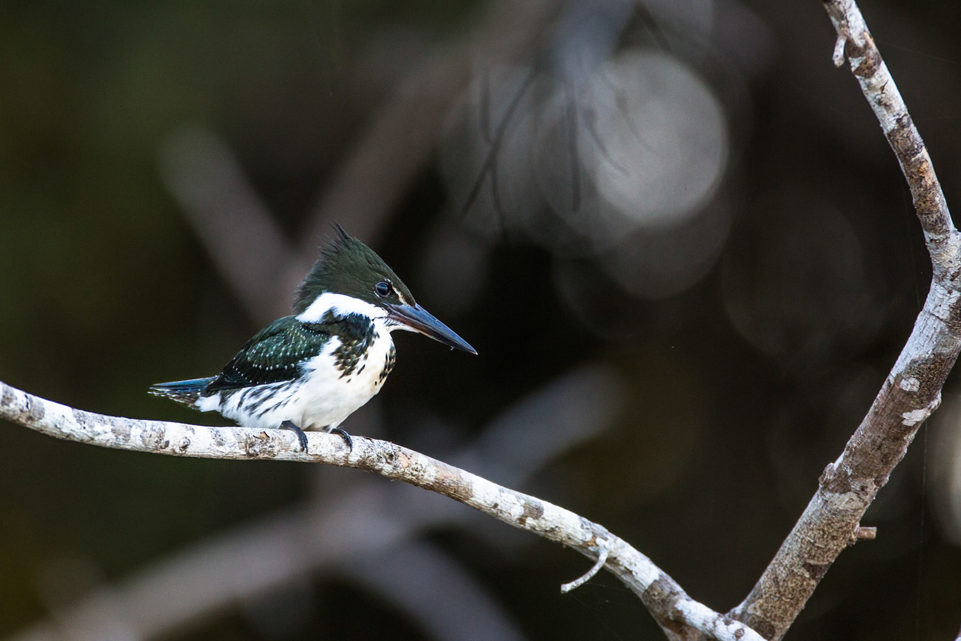 Amazon kingfisher, Porto Jofre, Pantanal, Brazil