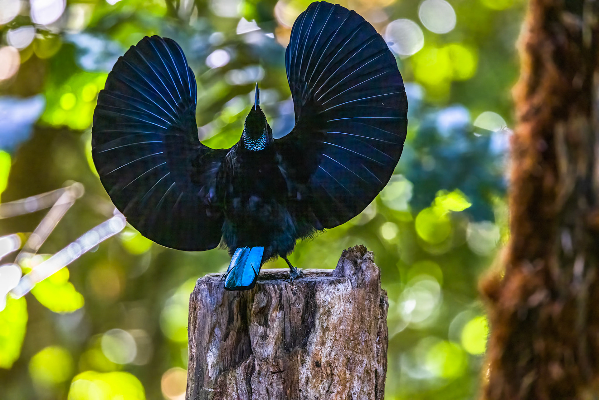 Victoria's riflebird, Lake Eacham, Atherton Tablelands, Queensland