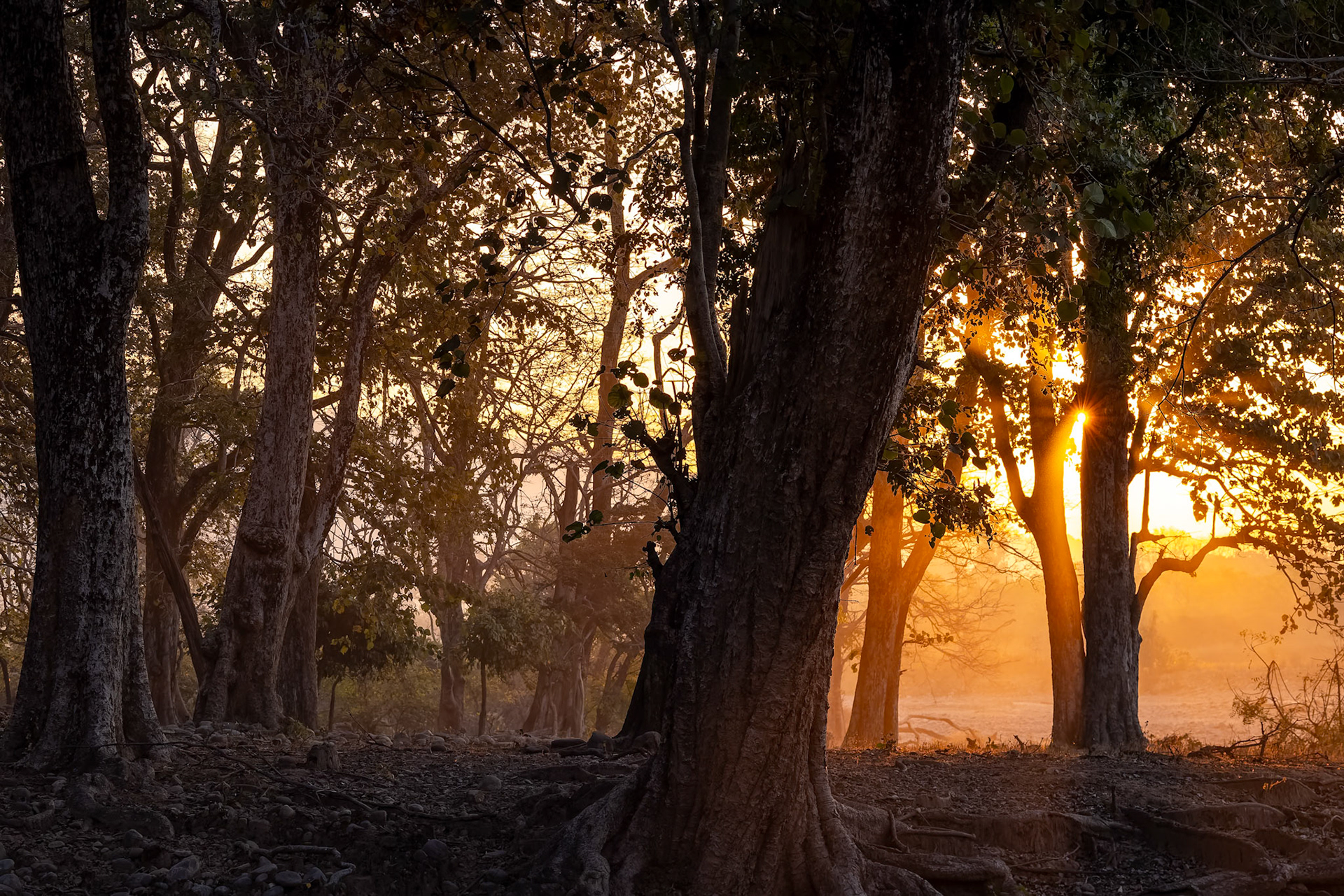 Landscape, Corbett Tiger Reserve, India