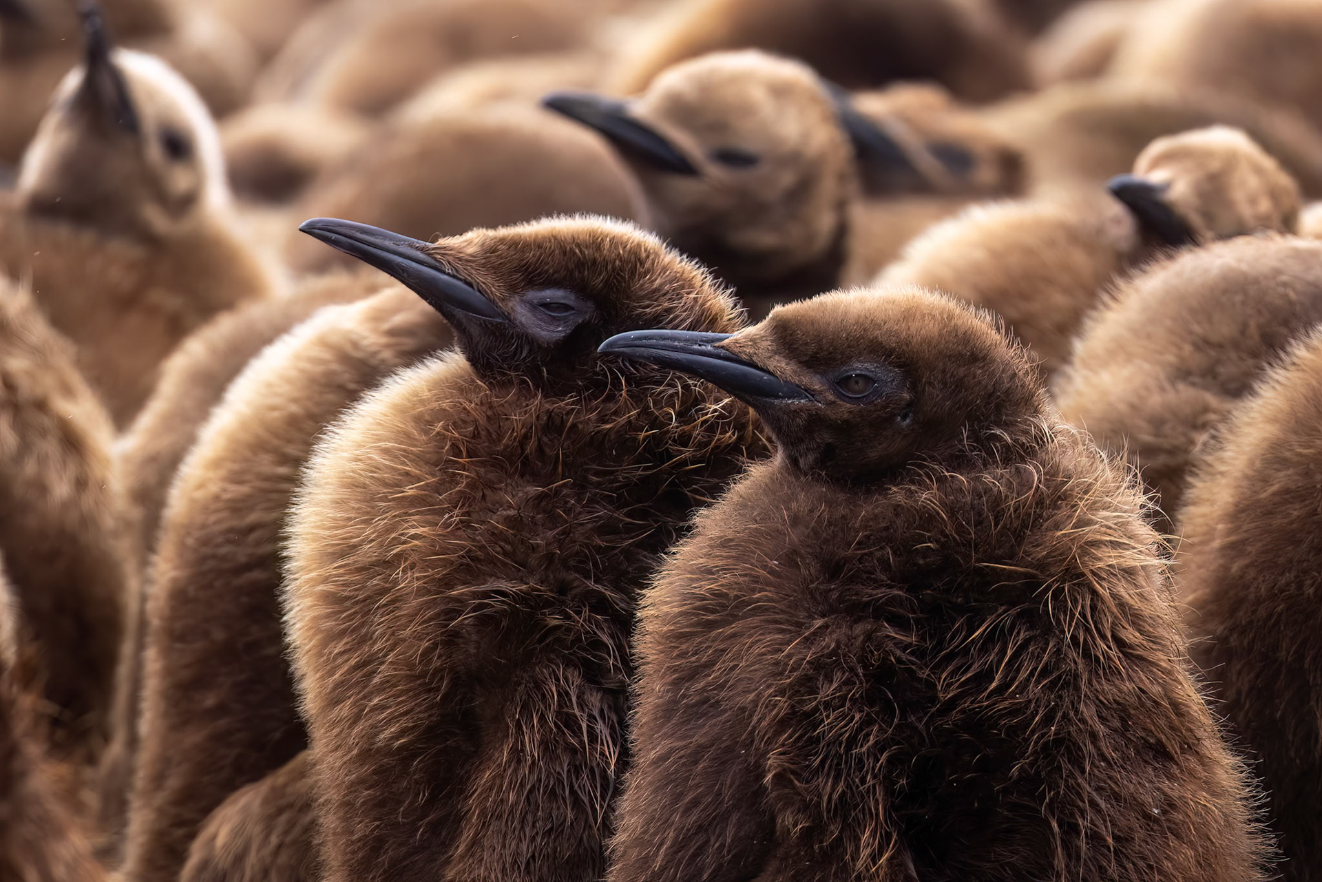 King penguin, Volunteer Point, Stanley, Falkland Islands