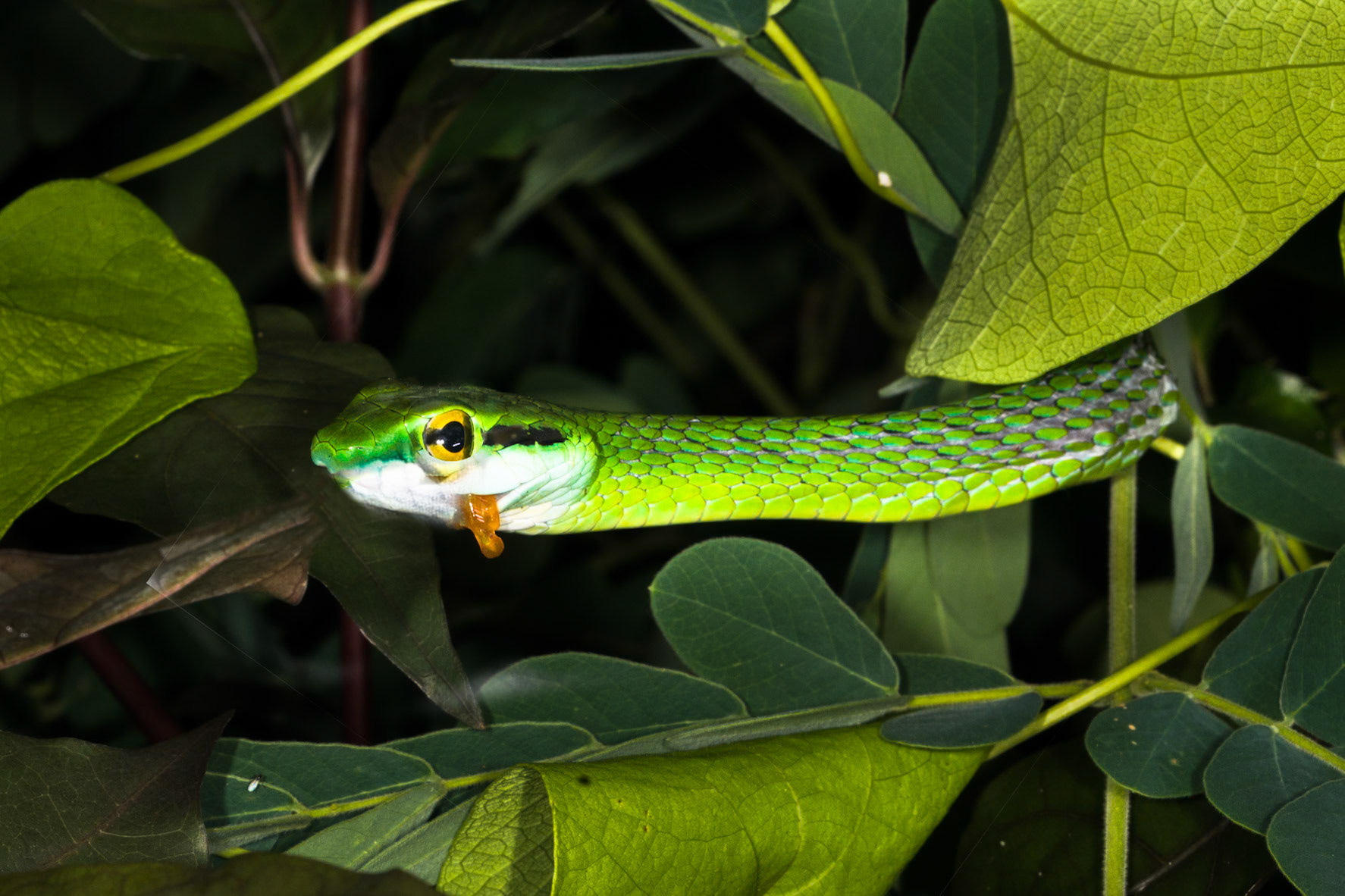 Satiny parrot snake swallowing a red-eyed tree frog, Villa Lapas, Costa Rica. A leaf covered the nose and part of the eye of the snake- I was loath to throw the image away and managed to copy the head from another image.