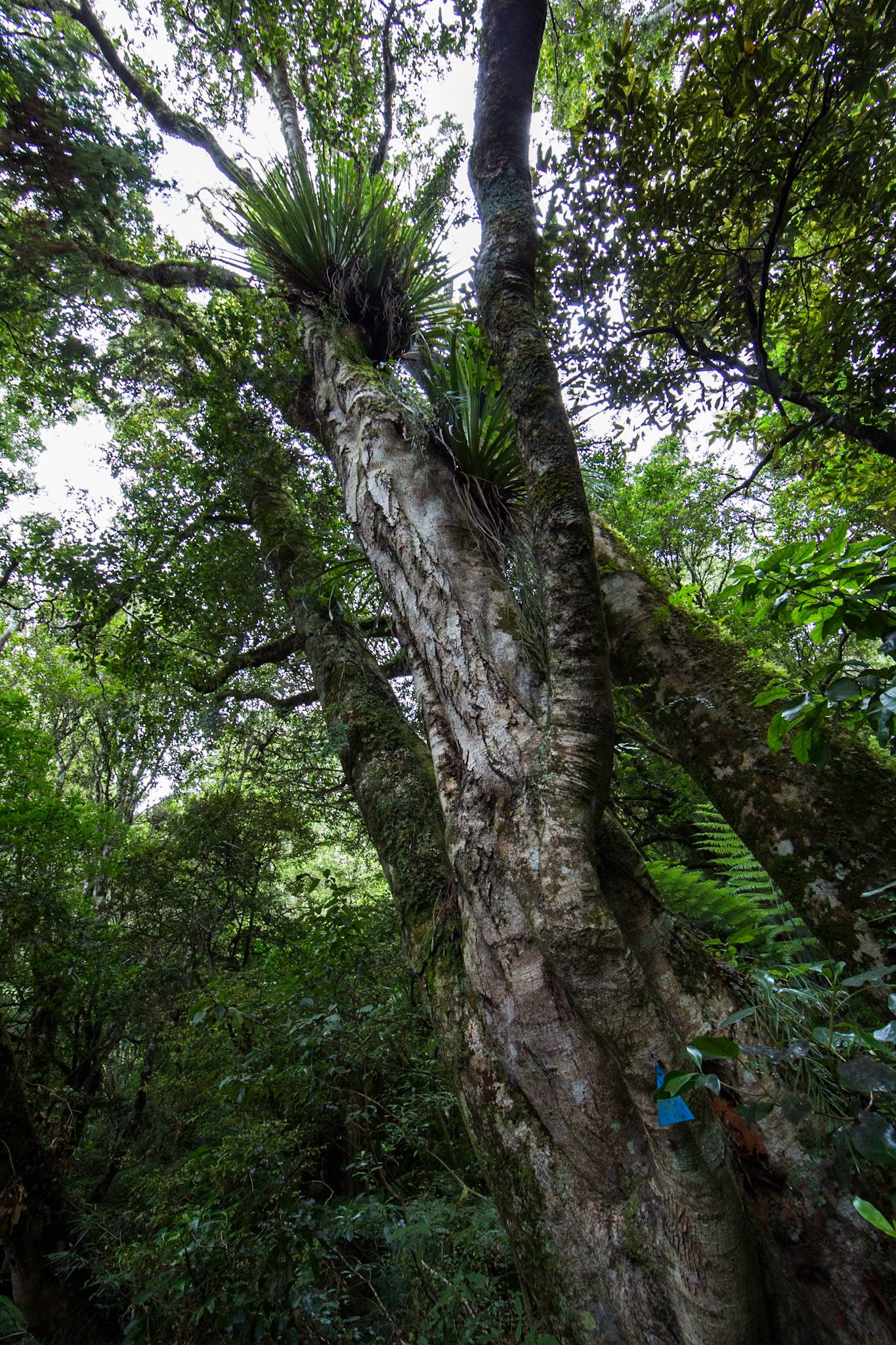 Rotopounamu lake, Tongariro, New Zealand