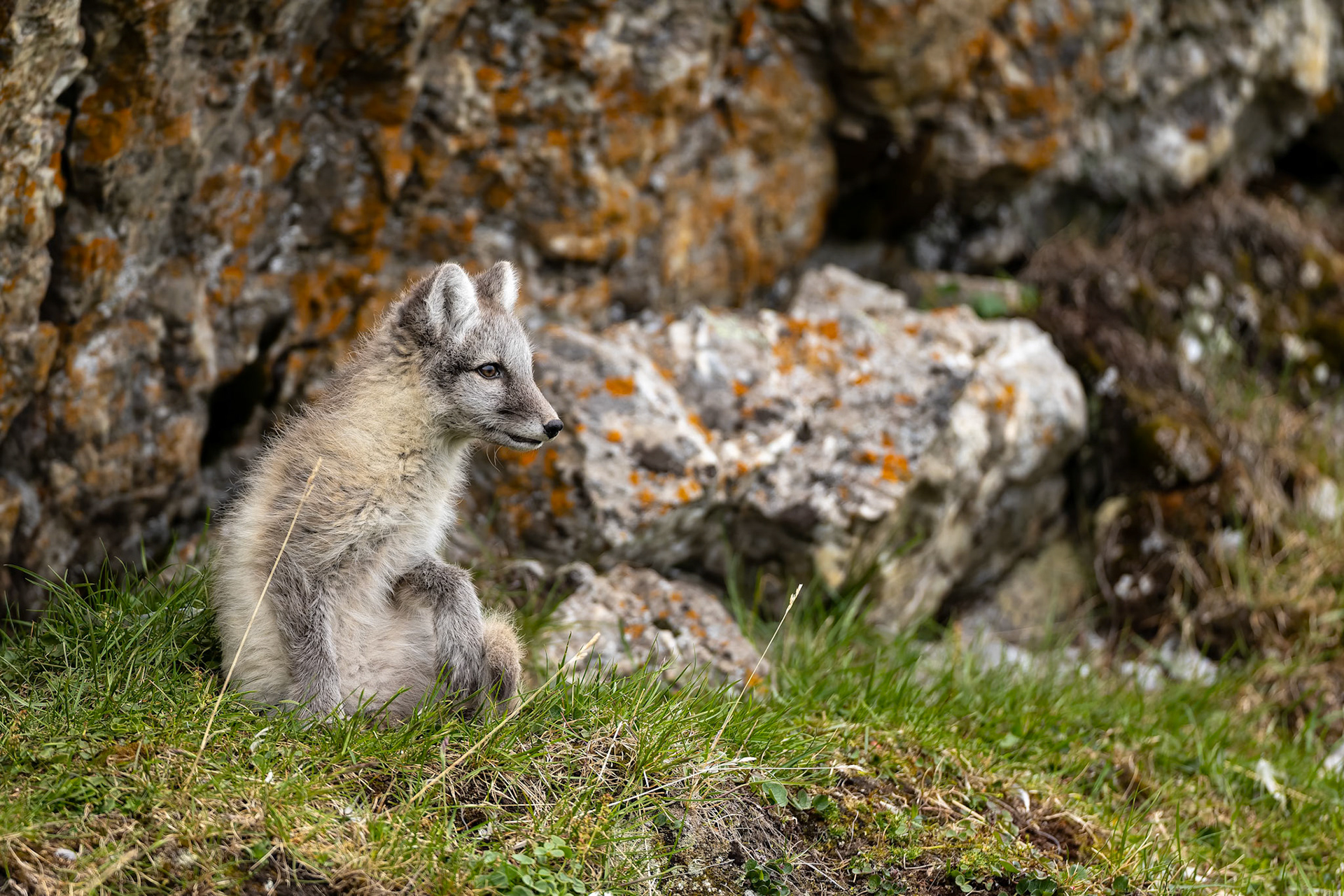 Arctic fox, Trygghamna, Svalbard, Norway