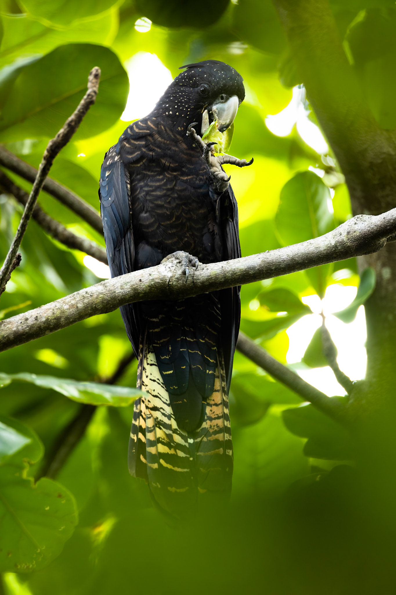 Red-tailed black-cockatoo, Cairns, Queensland