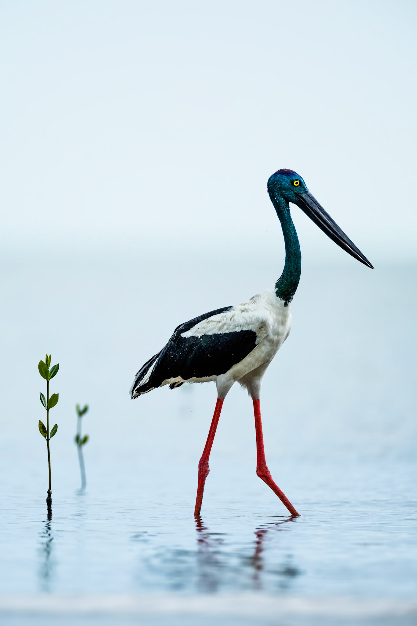 Black-necked stork, Cairns, Queensland