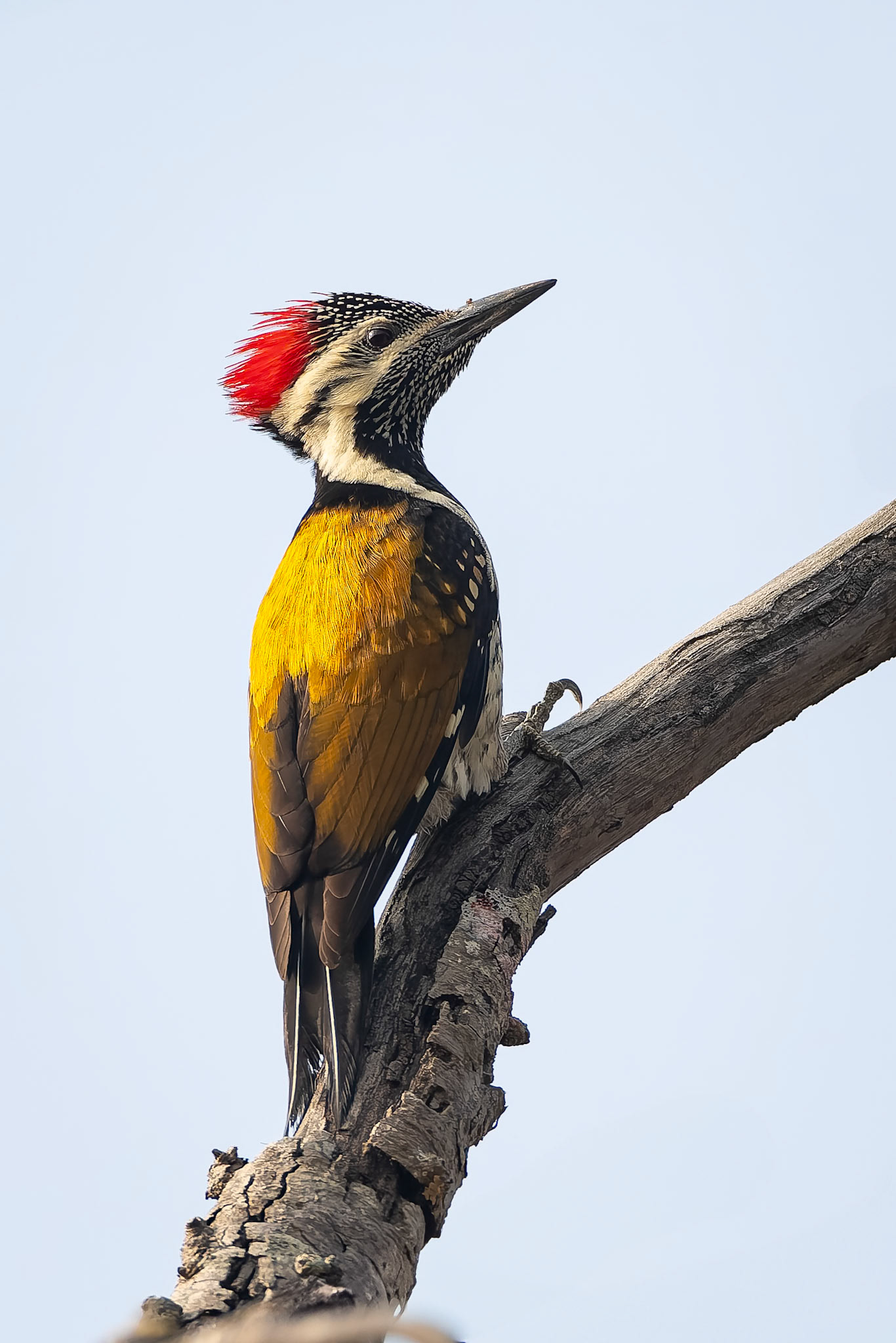Black-rumped flameback, Khana, India