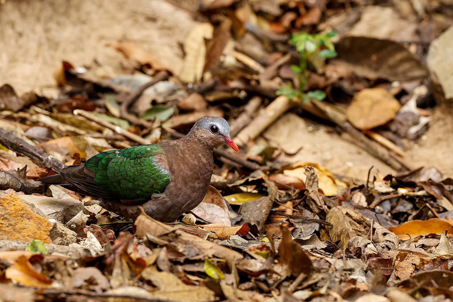 Asian emerald dove, Khaeng Krackan National Park, Thailand