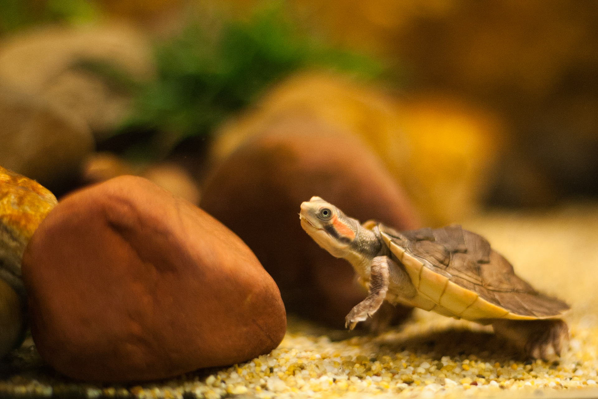 Northern red-faced turtle, Territory Wildlife Park, Darwin, Northern Territory